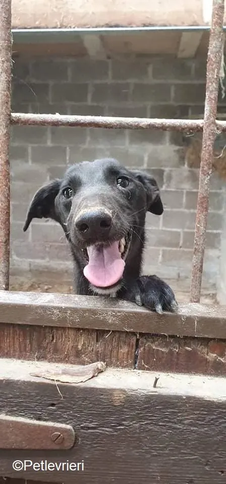 Paris adozione levrieri greyhound 4