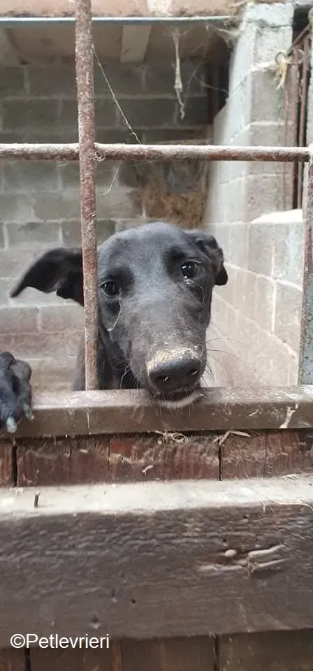 Paris adozione levrieri greyhound 5