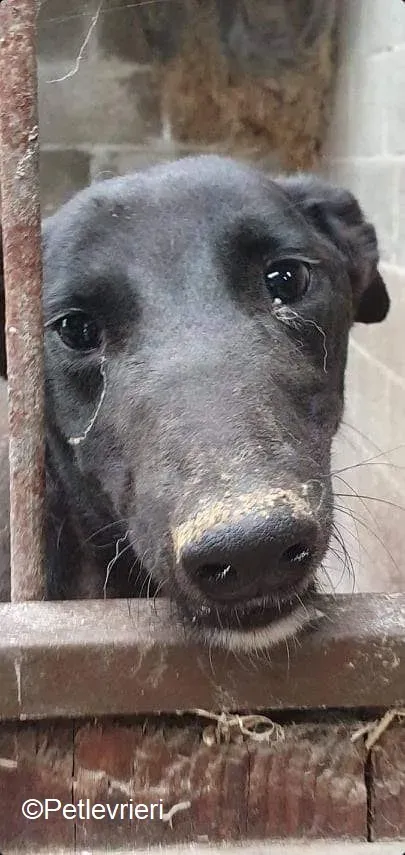 Paris adozione levrieri greyhound 6