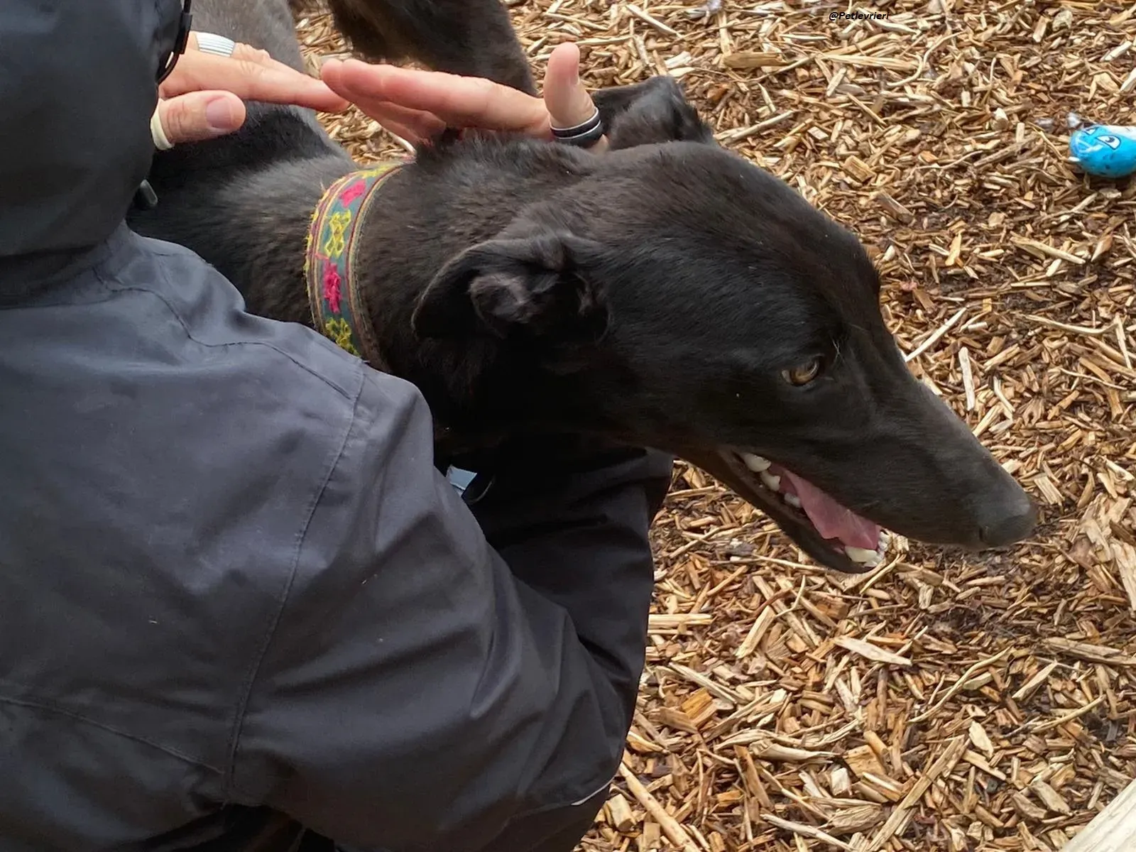 Parish adozione . greyhound levriero