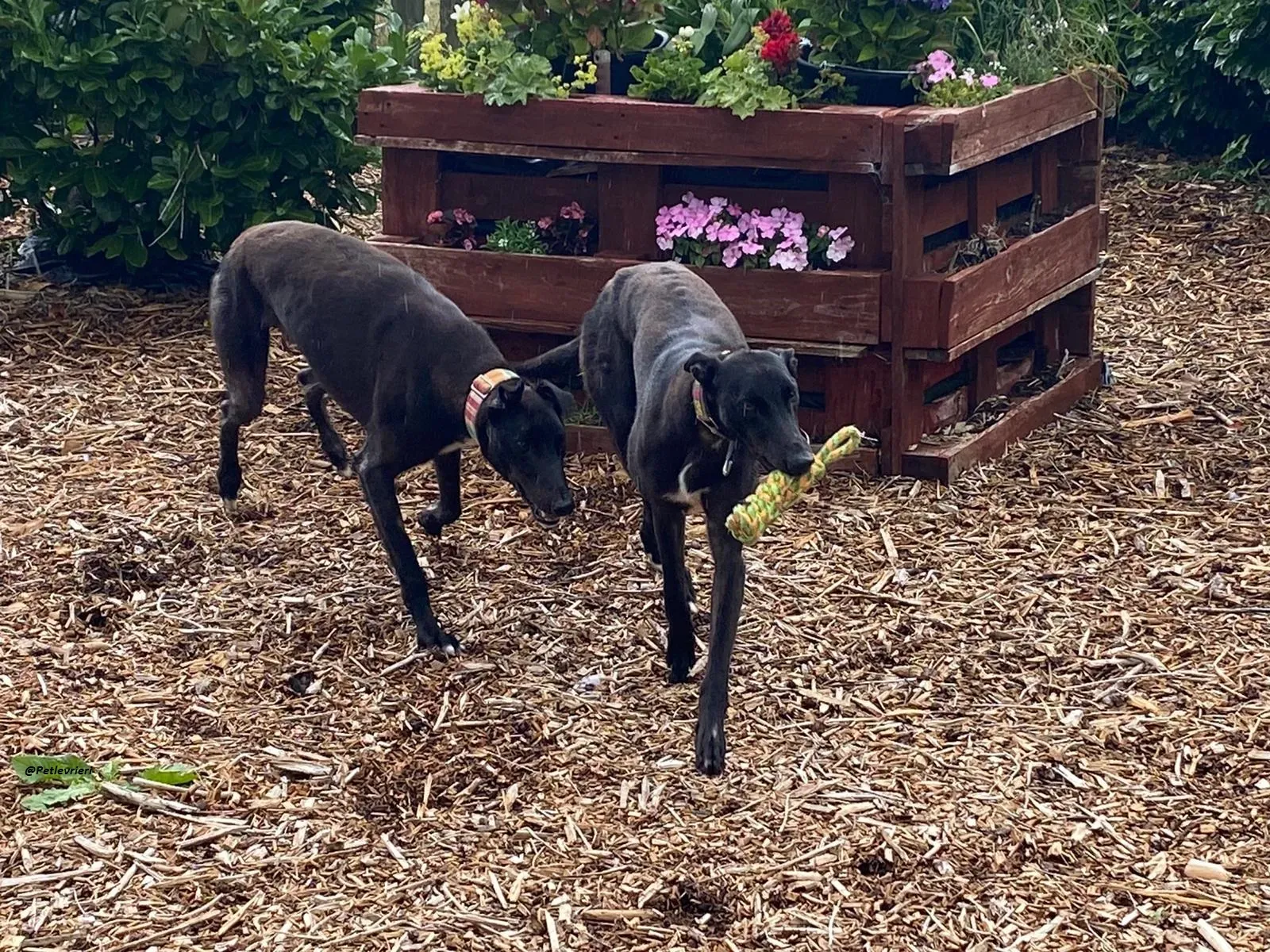 Parish e Prophet greyhound adozione levrieri