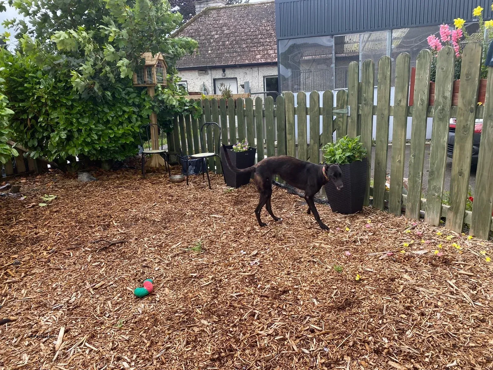 Parish greyhound adozine levrieri 1