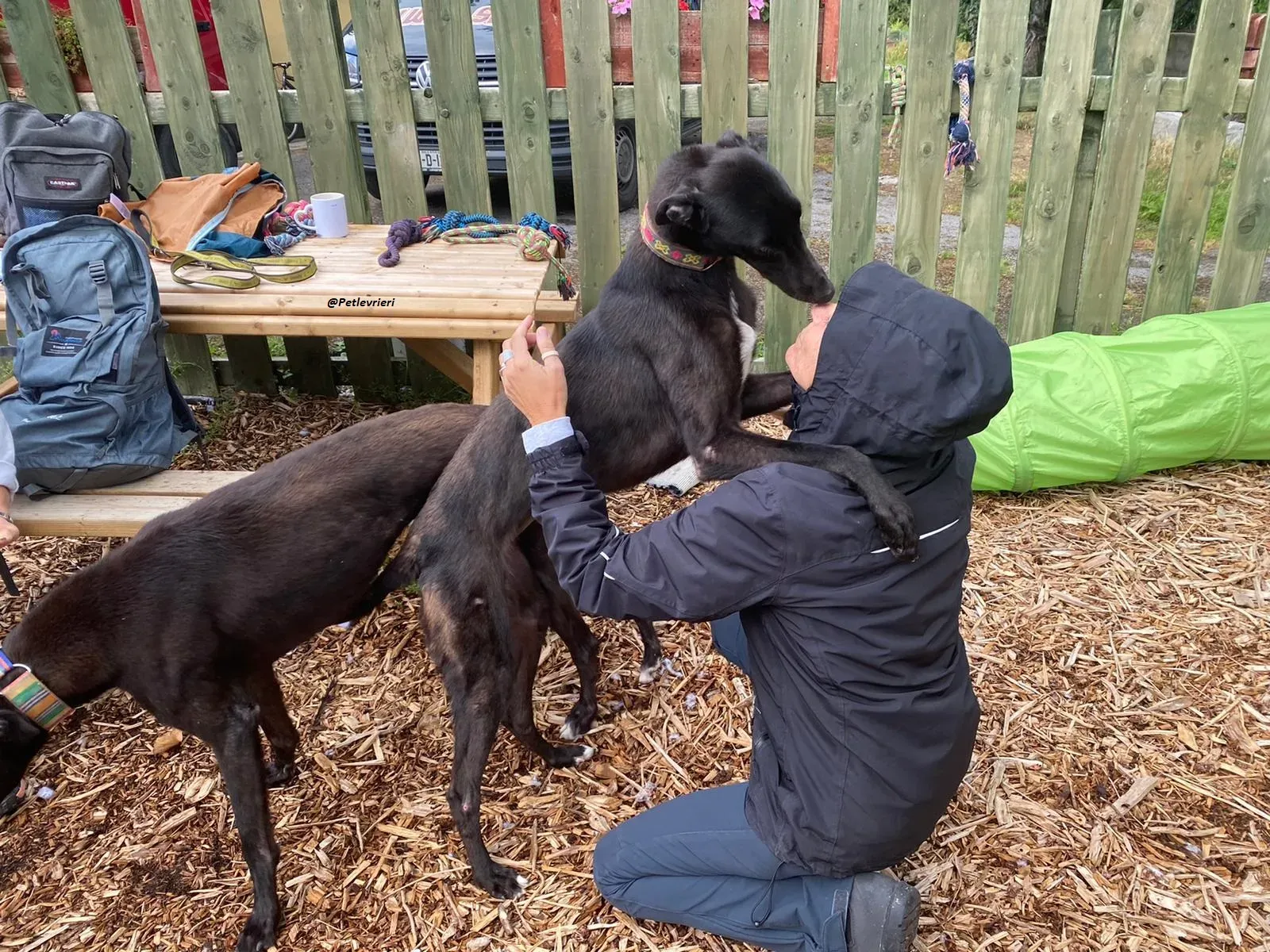 Parish greyhound adozine levrieri 2