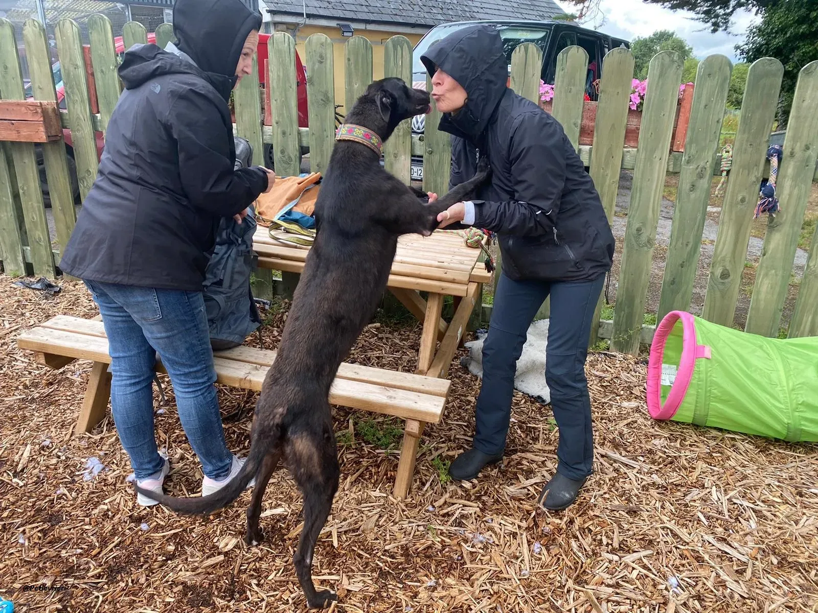 Parish greyhound adozine levrieri 3