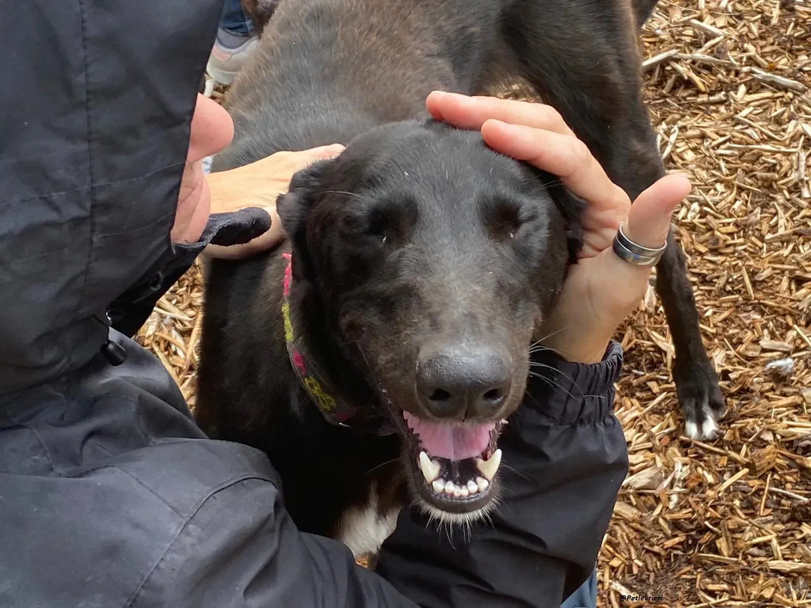 Parish greyhound adozine levrieri 4