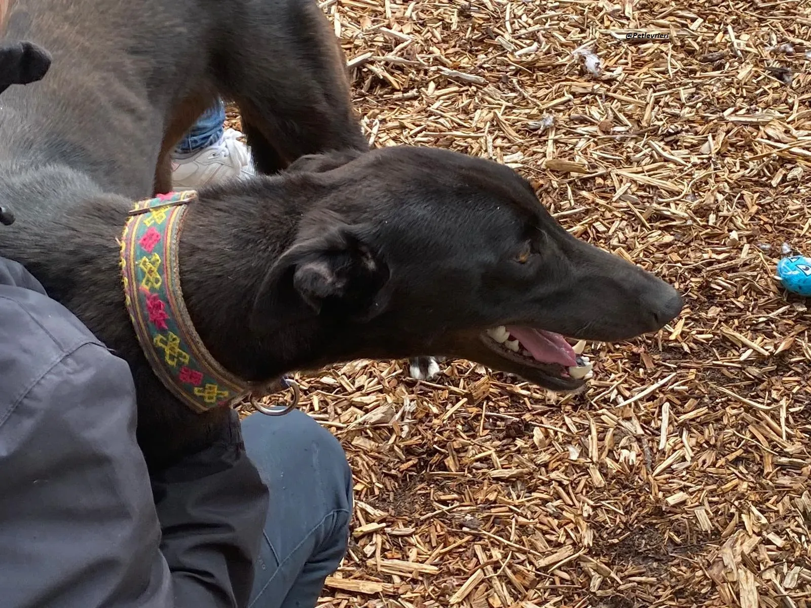 Parish greyhound adozine levrieri 5