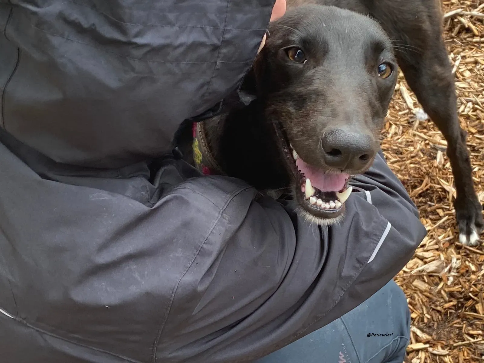 Parish greyhound adozine levrieri 6