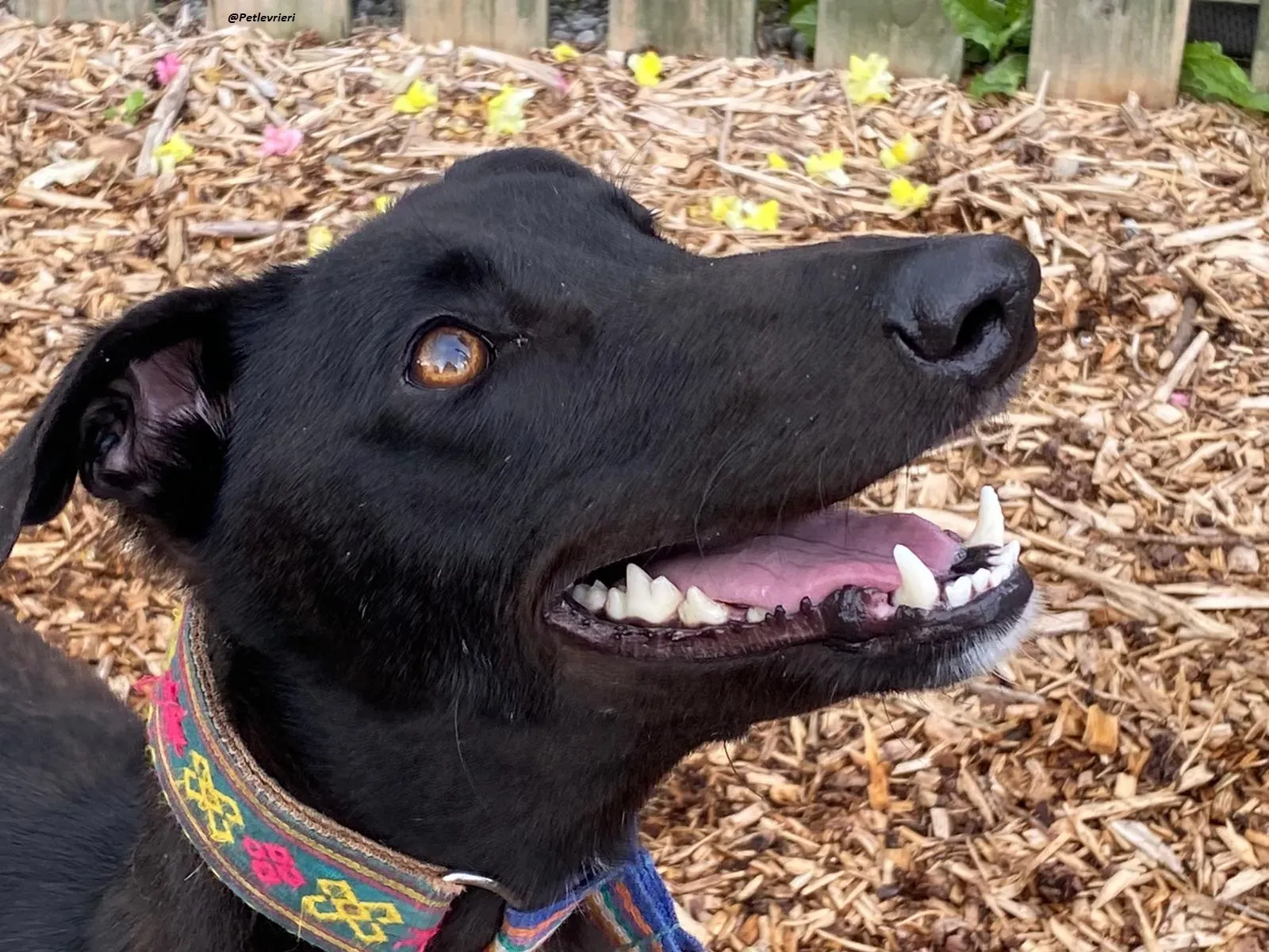 Parish greyhound adozine levrieri 7