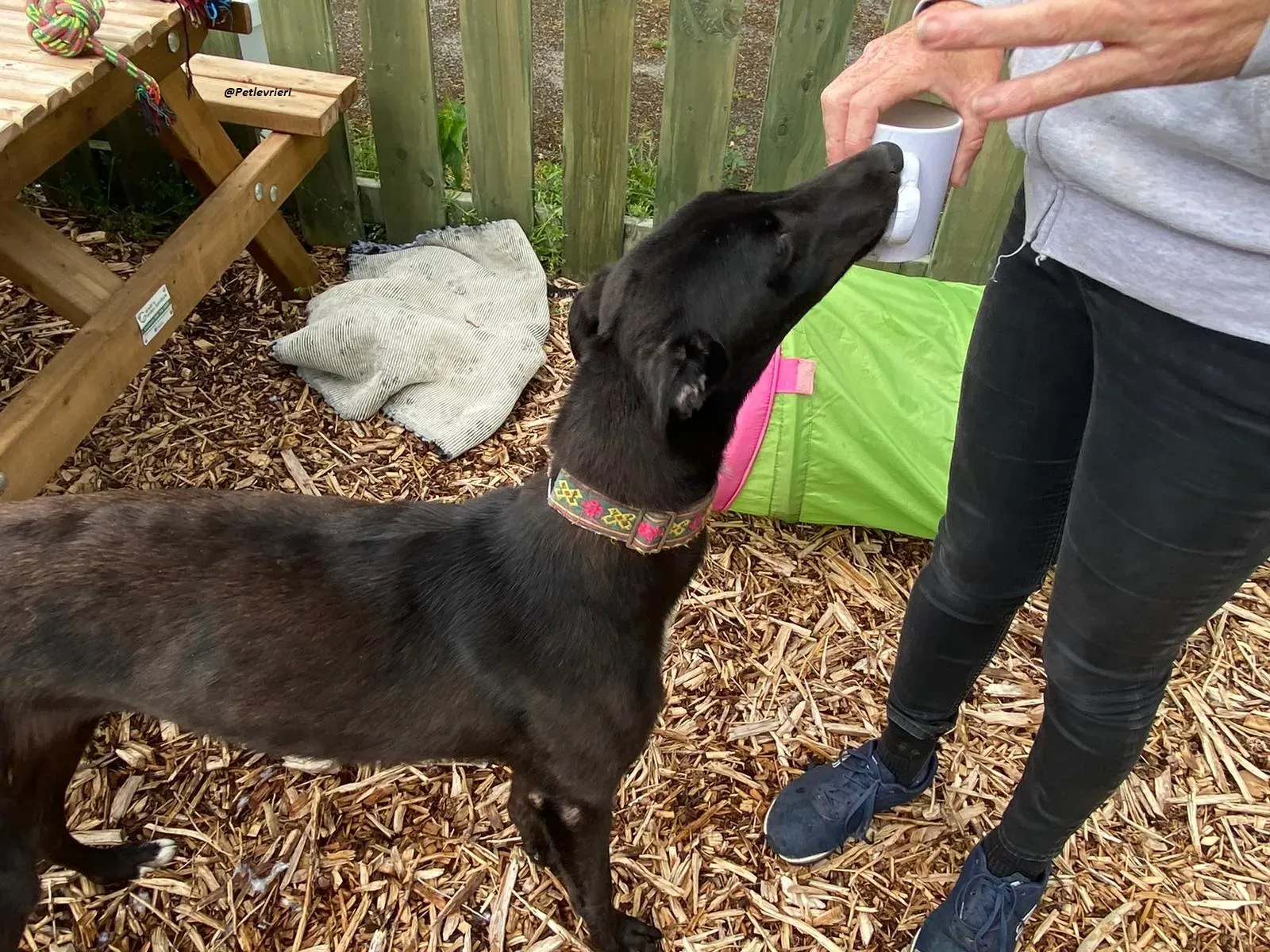 Parish greyhound adozine levrieri 8