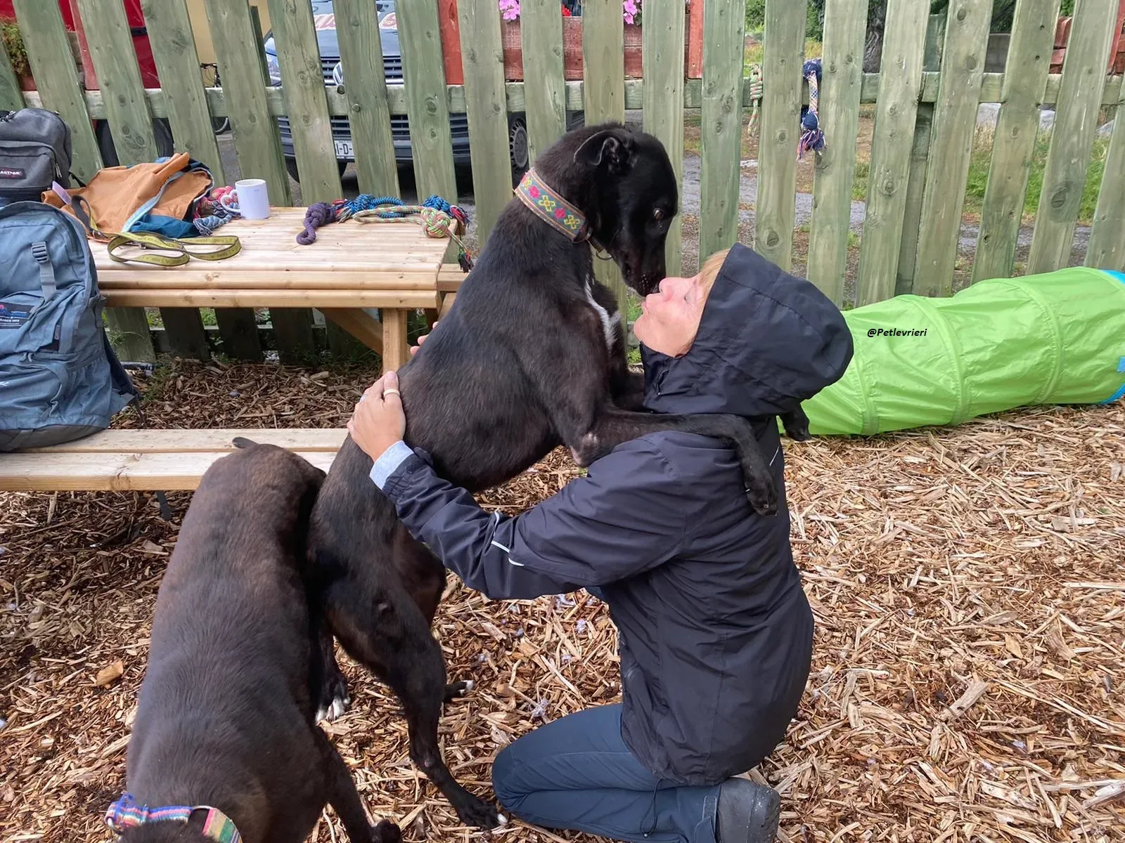 Parish greyhound adozine levrieri 9