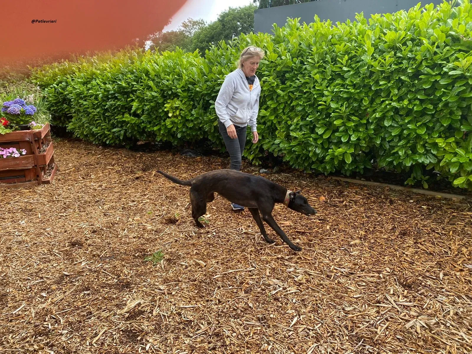 Parish greyhound adozione levriero