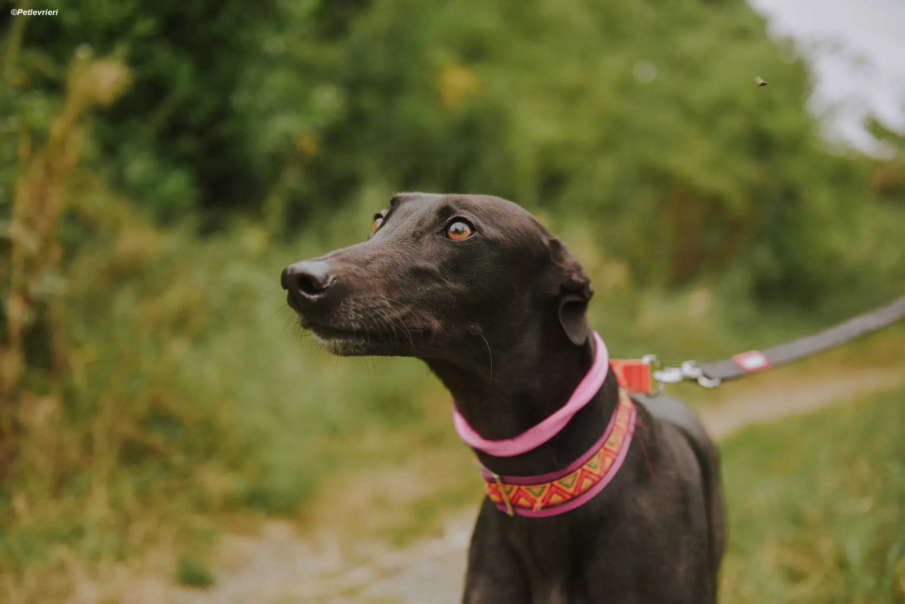 Parma adozione levrieri greyhound 1