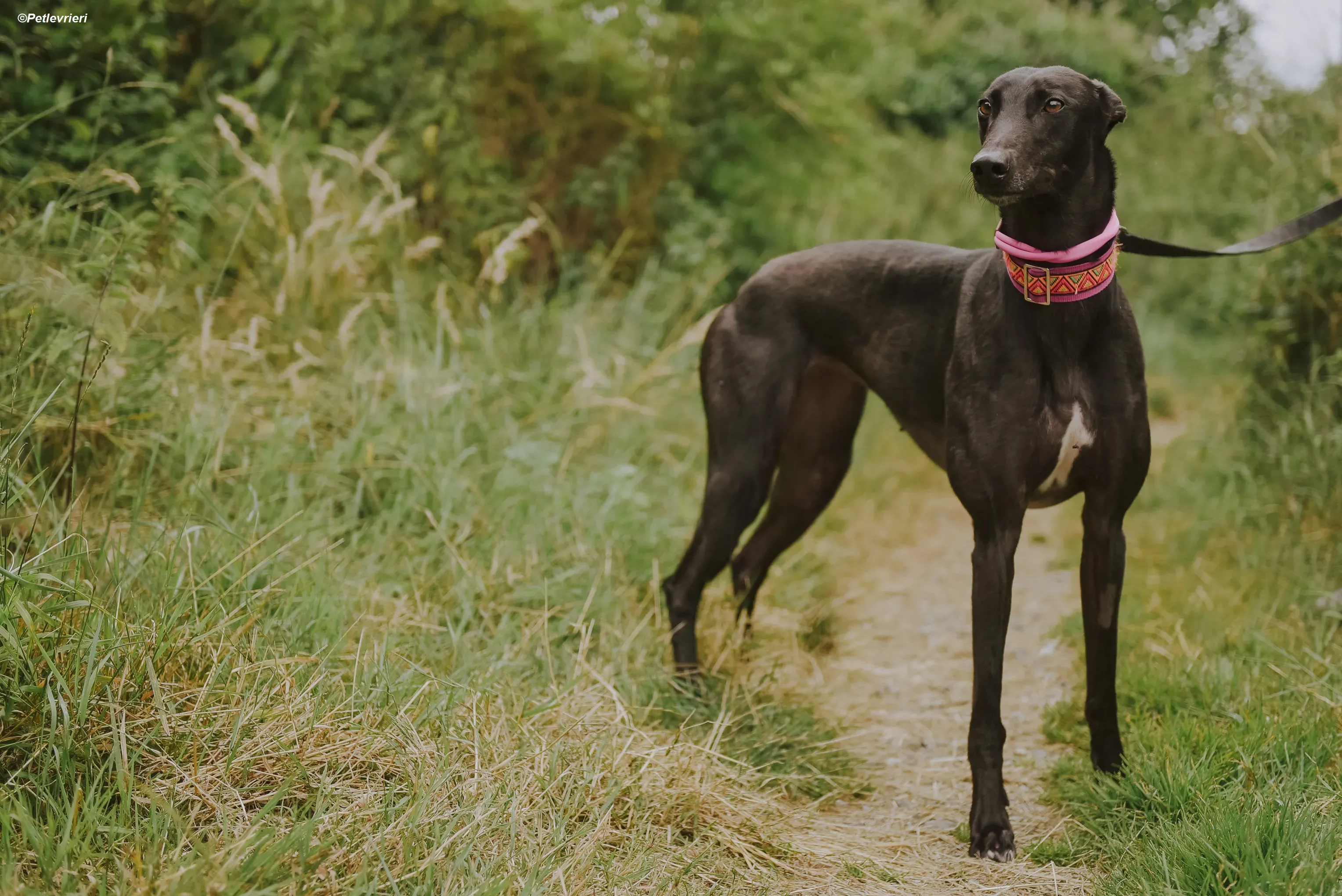 Parma adozione levrieri greyhound 10
