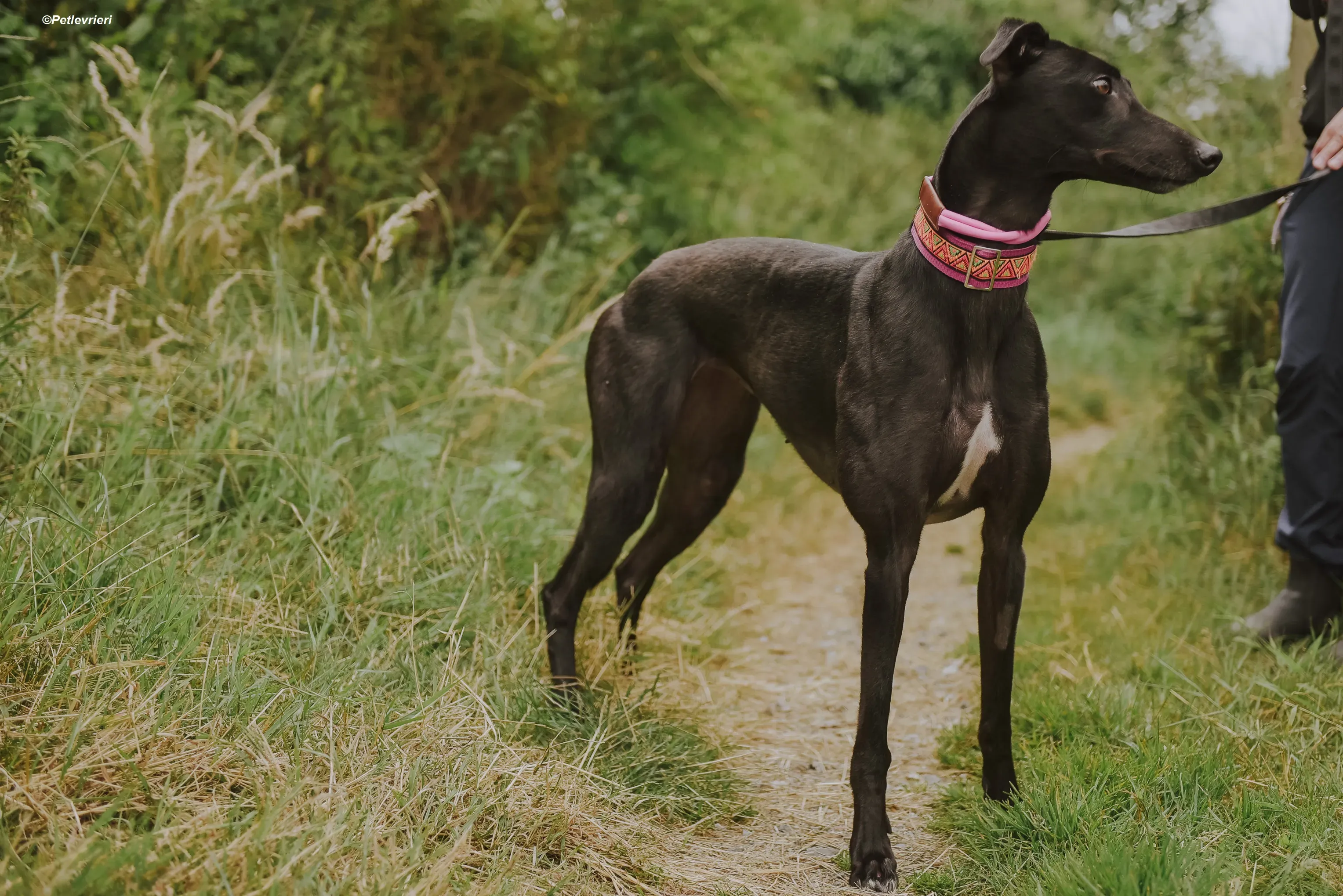 Parma adozione levrieri greyhound 11