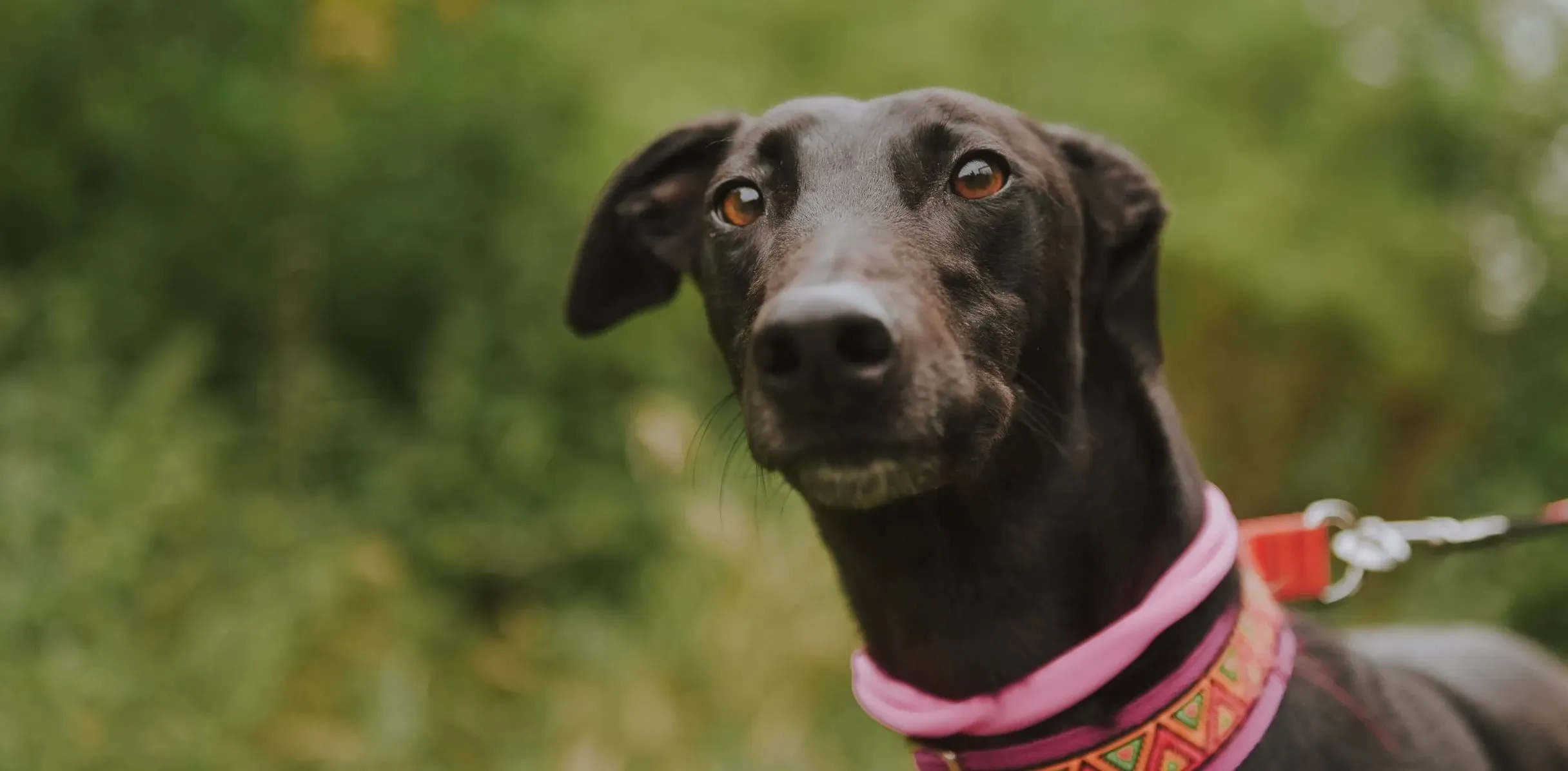 Parma adozione levrieri greyhound 12 scaled e1658925683434