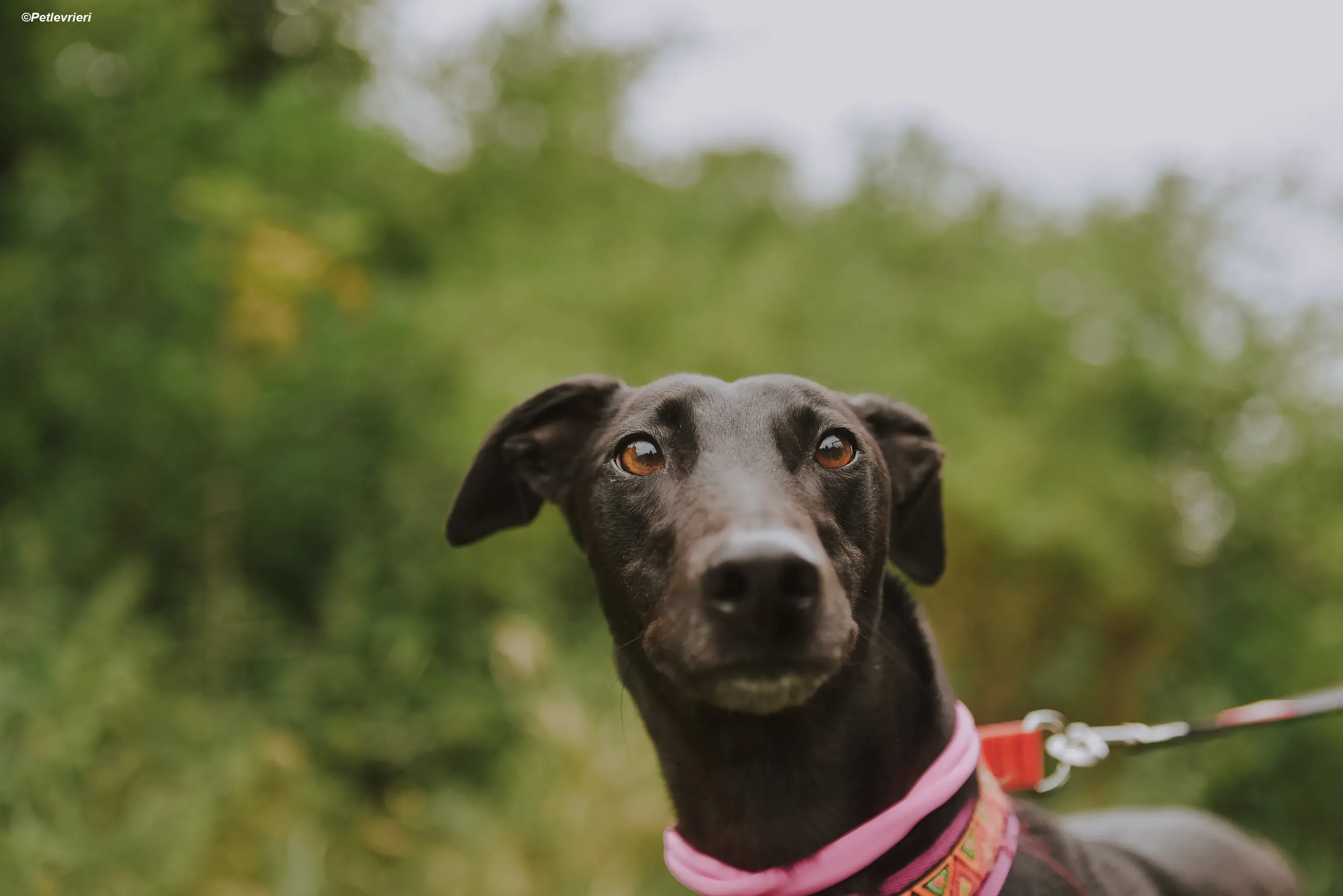 Parma adozione levrieri greyhound 13