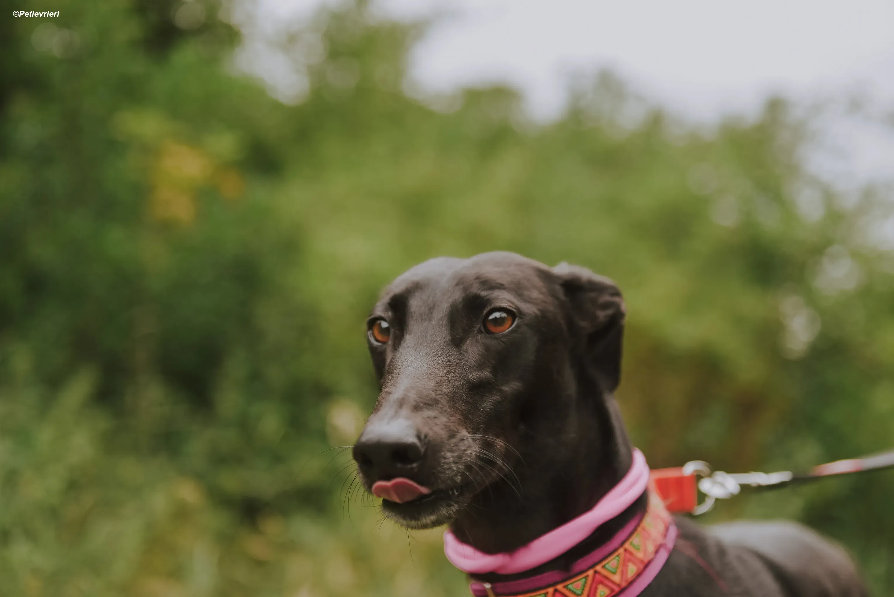 Parma adozione levrieri greyhound 14