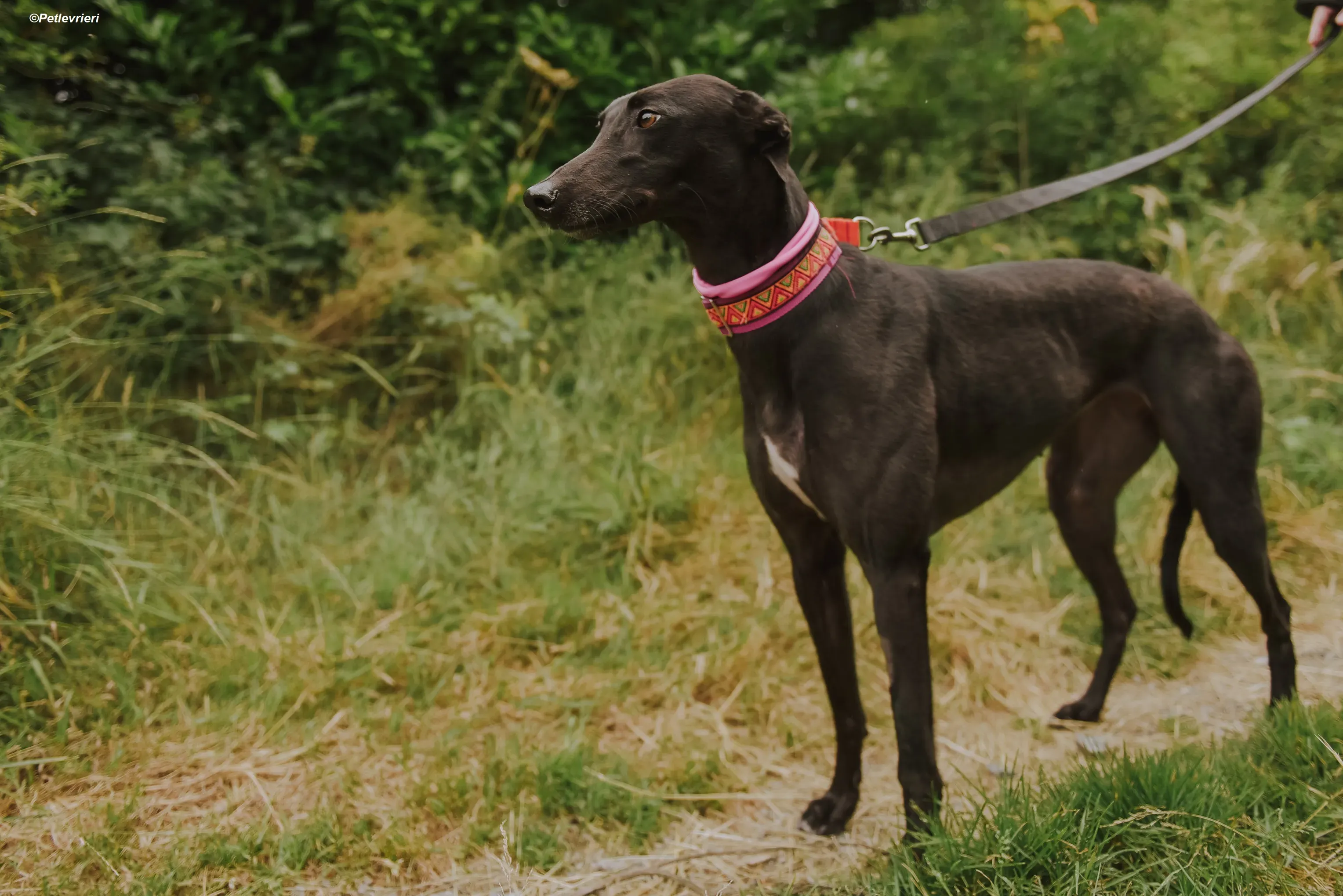 Parma adozione levrieri greyhound 15