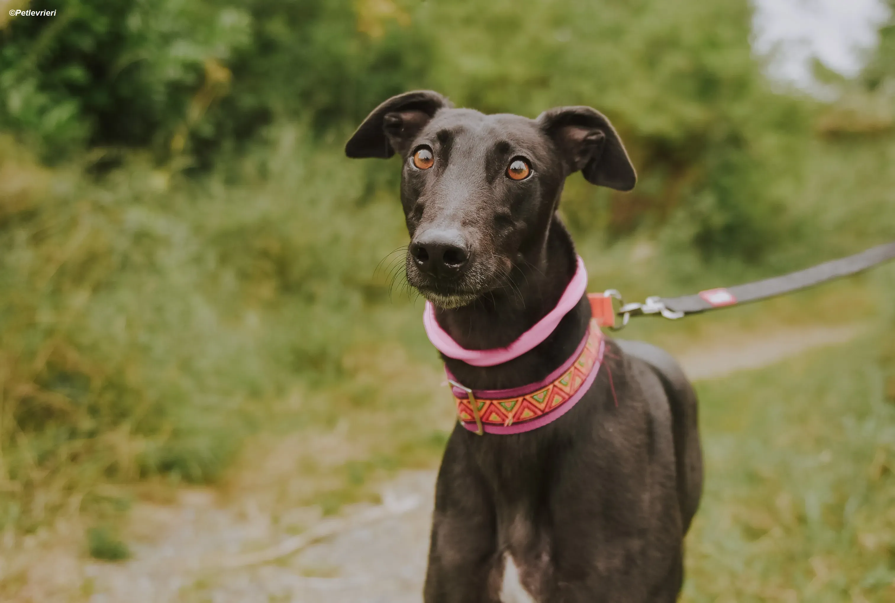 Parma adozione levrieri greyhound 2