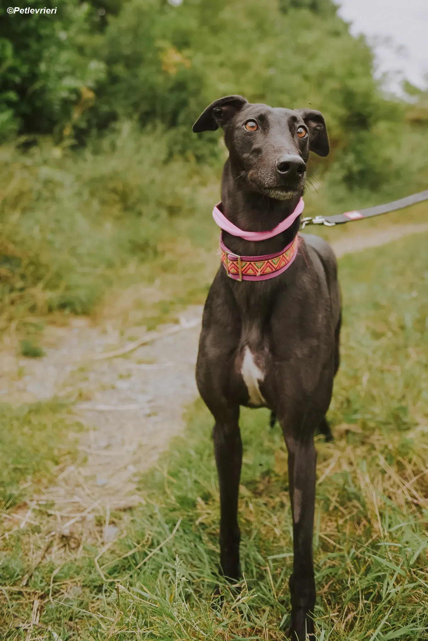 Parma adozione levrieri greyhound 3