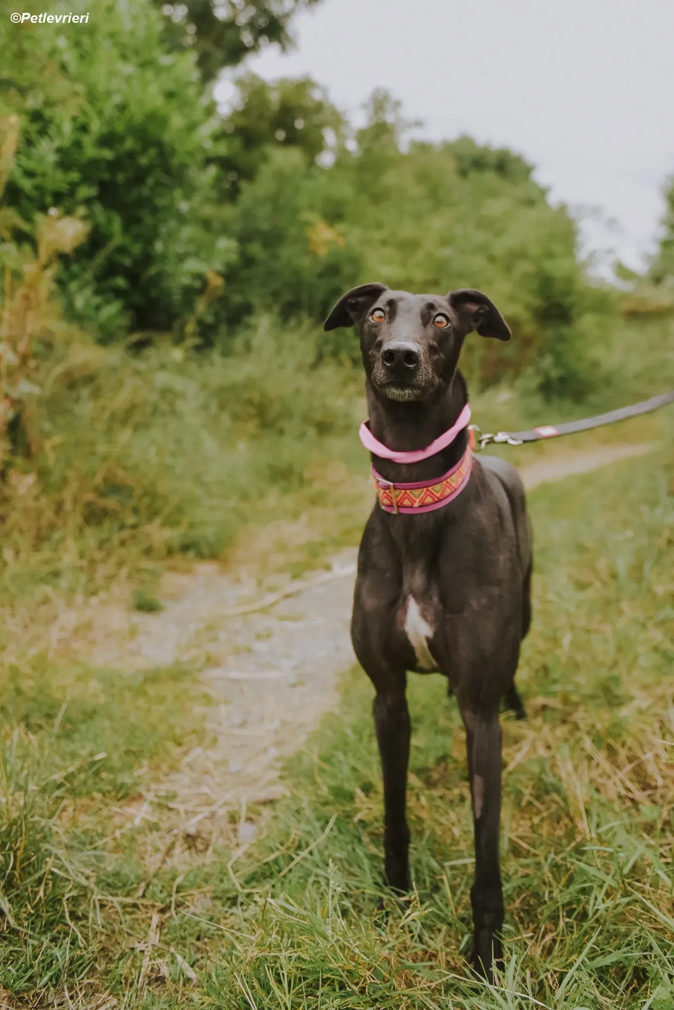 Parma adozione levrieri greyhound 4