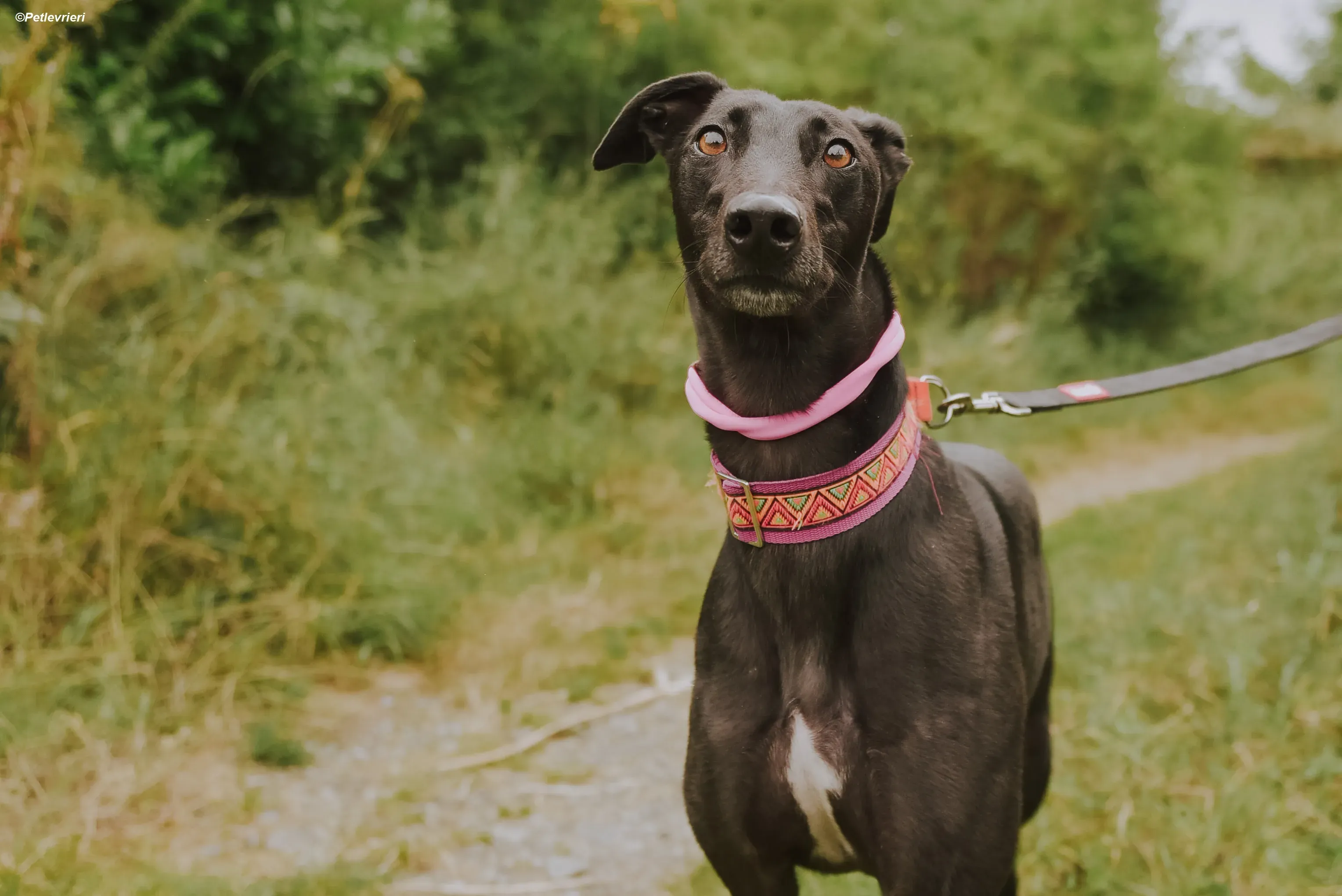 Parma adozione levrieri greyhound 5