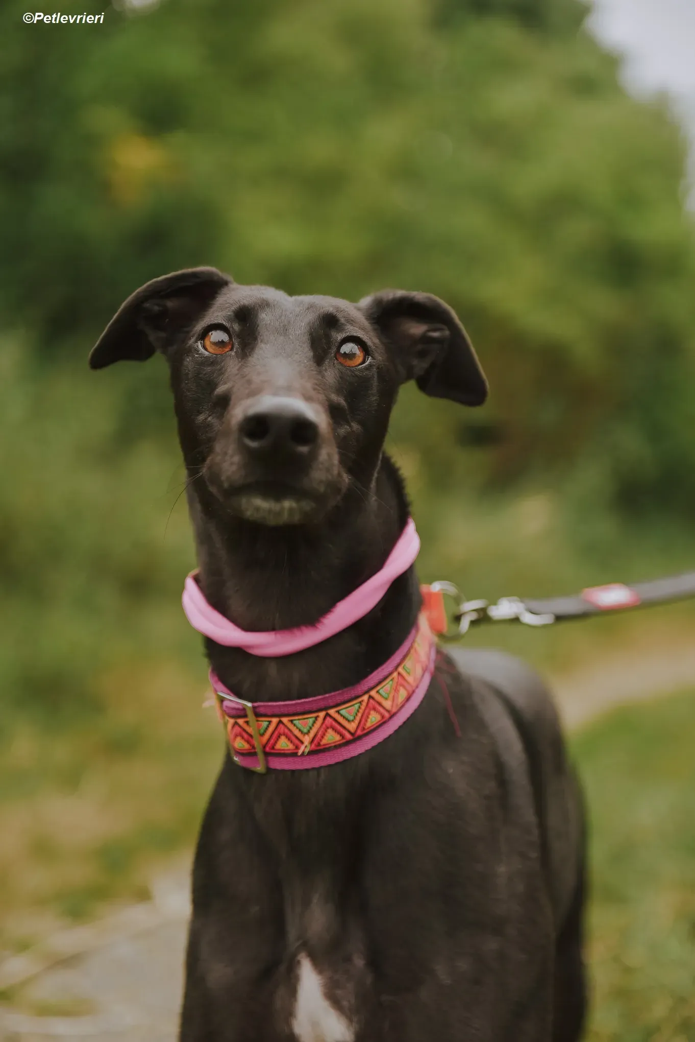 Parma adozione levrieri greyhound 6