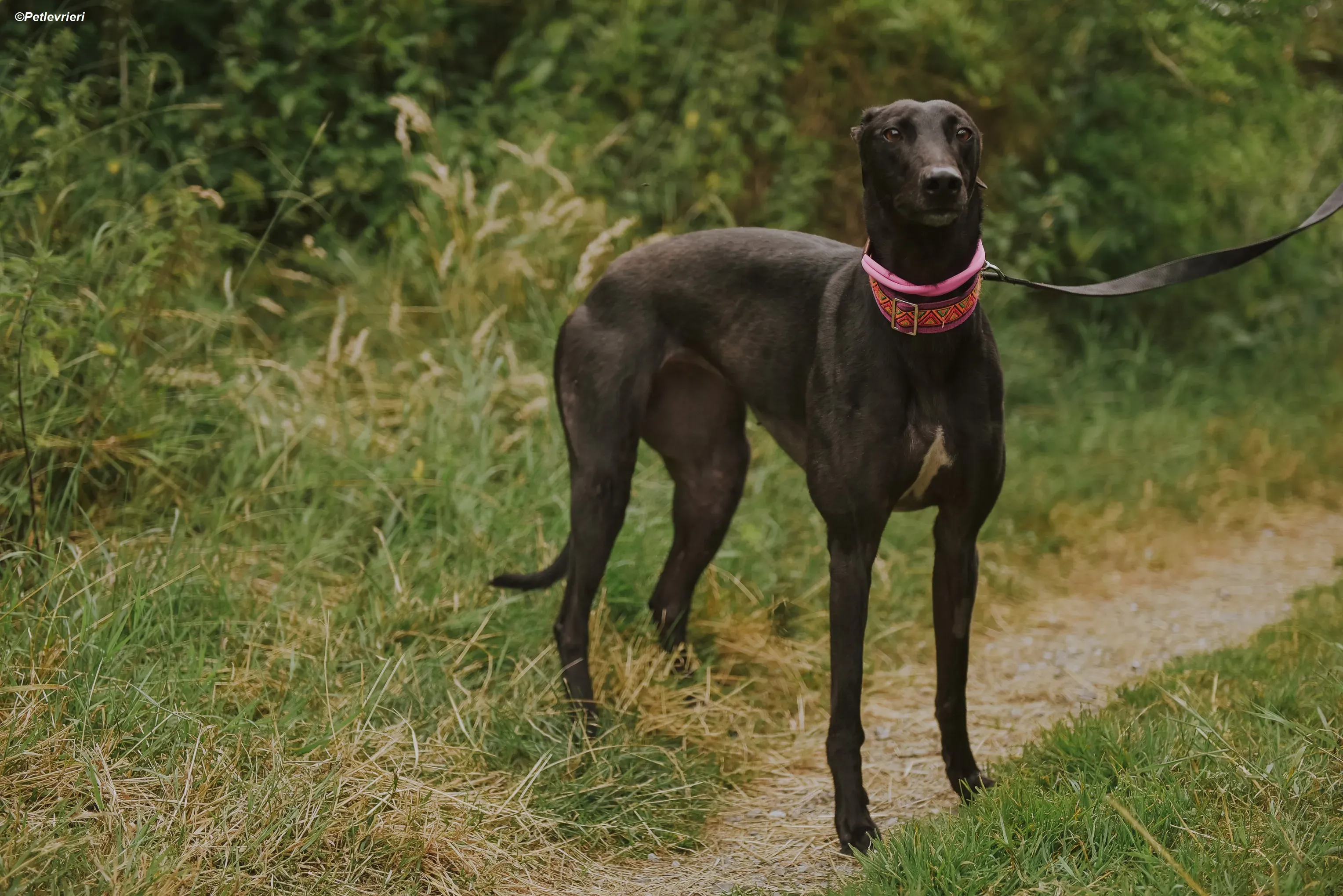 Parma adozione levrieri greyhound 7