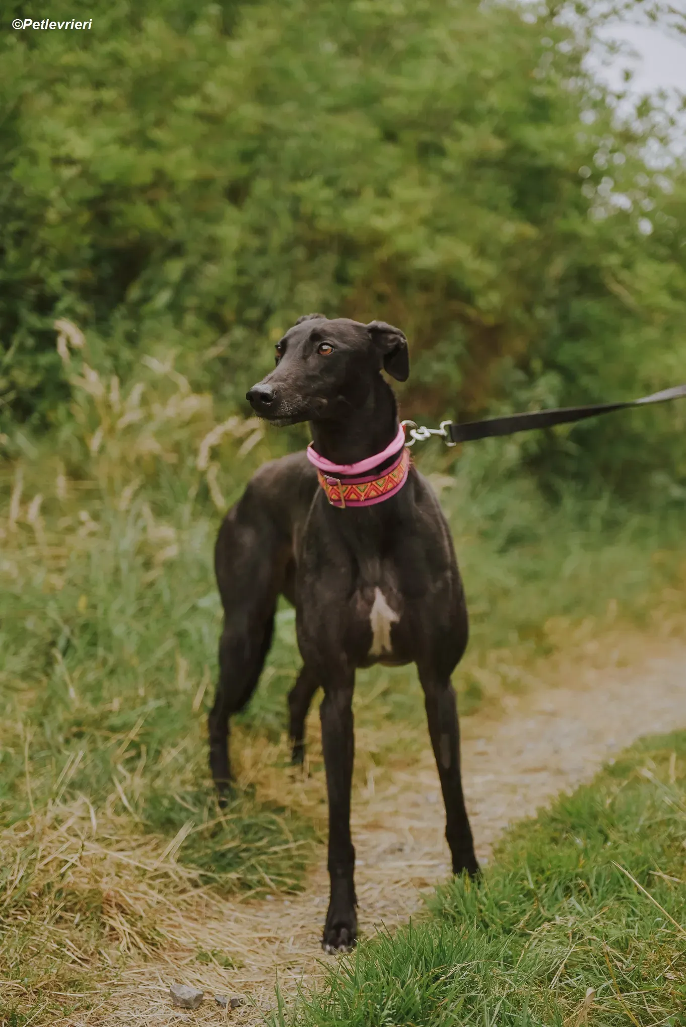 Parma adozione levrieri greyhound 8