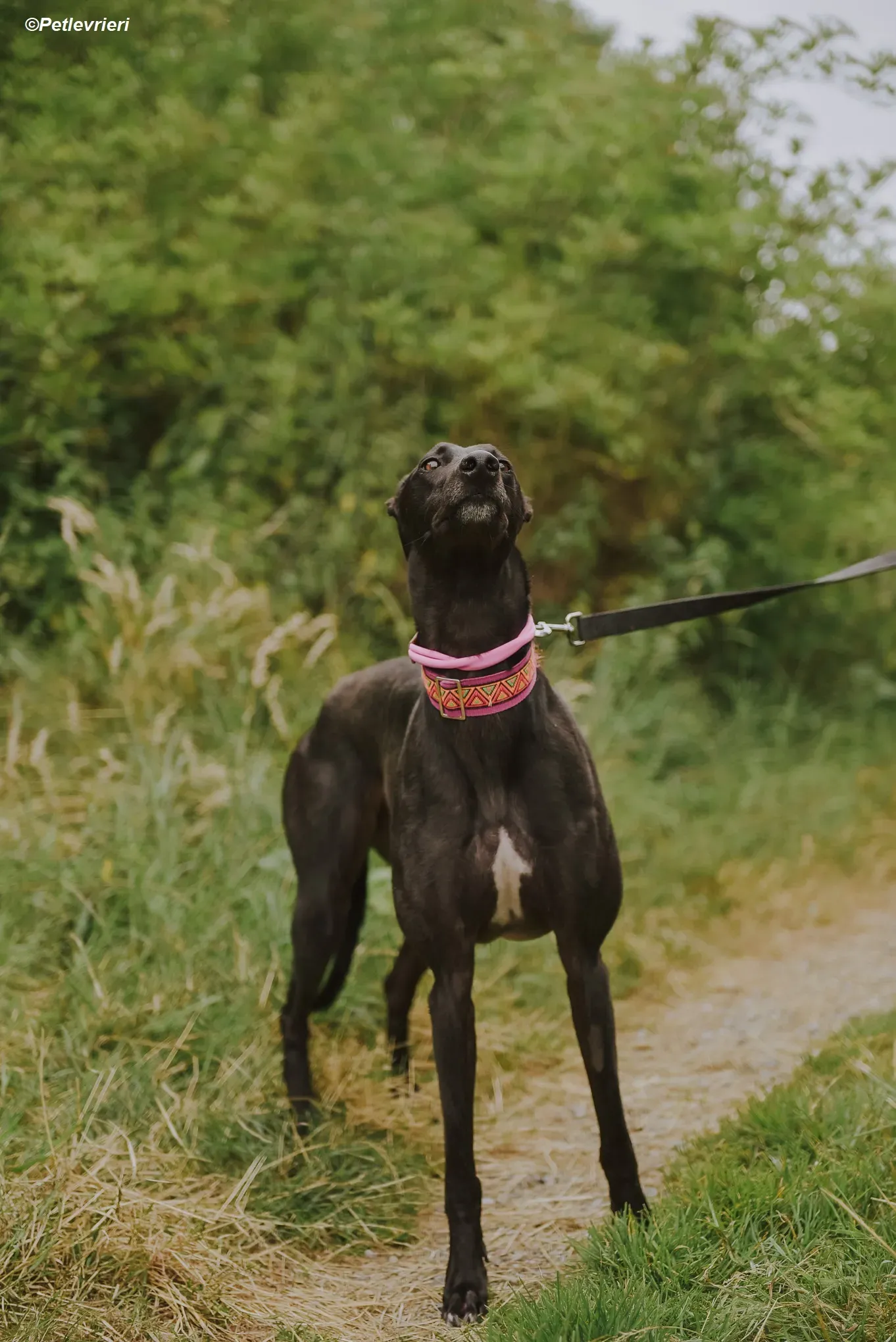 Parma adozione levrieri greyhound 9