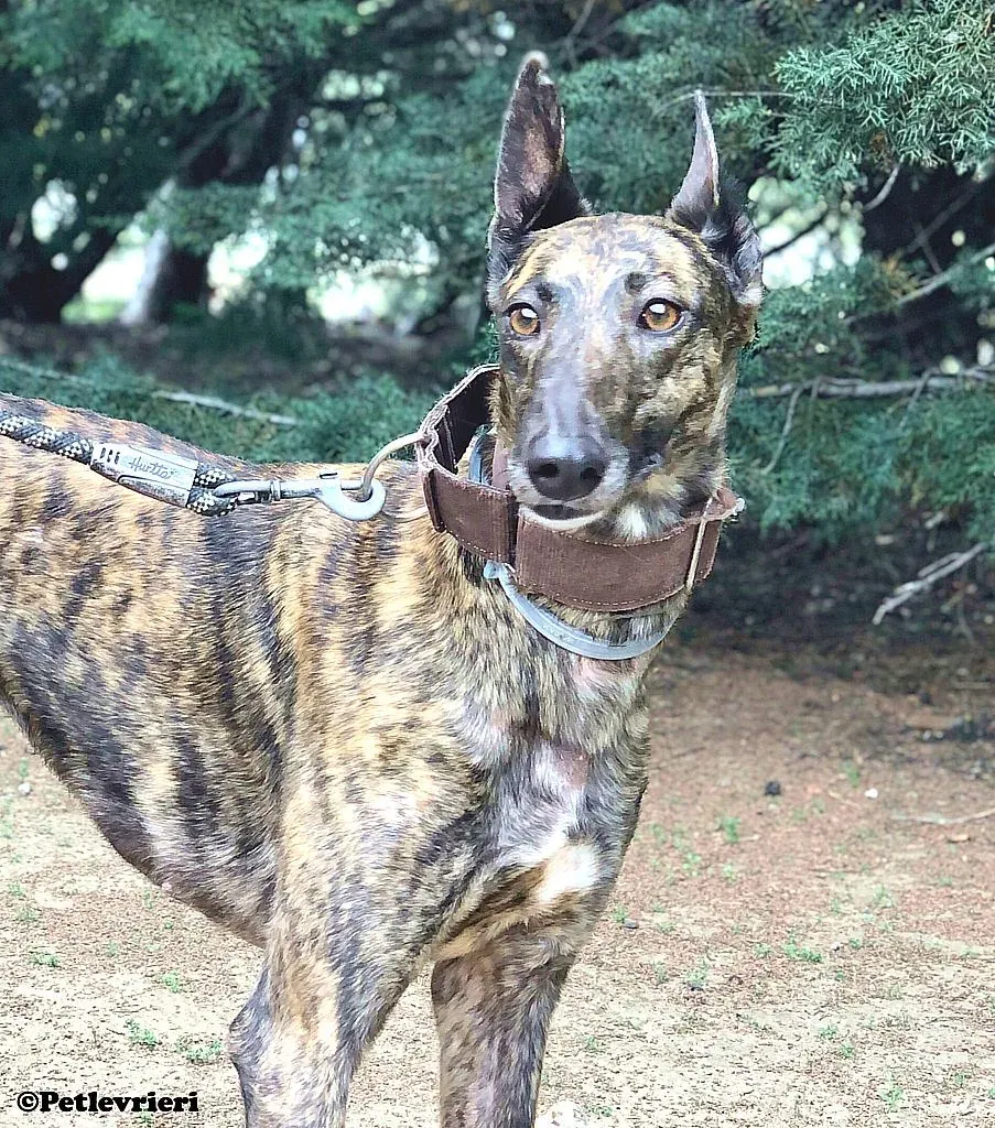 Pati adozione levrieri galgo 01