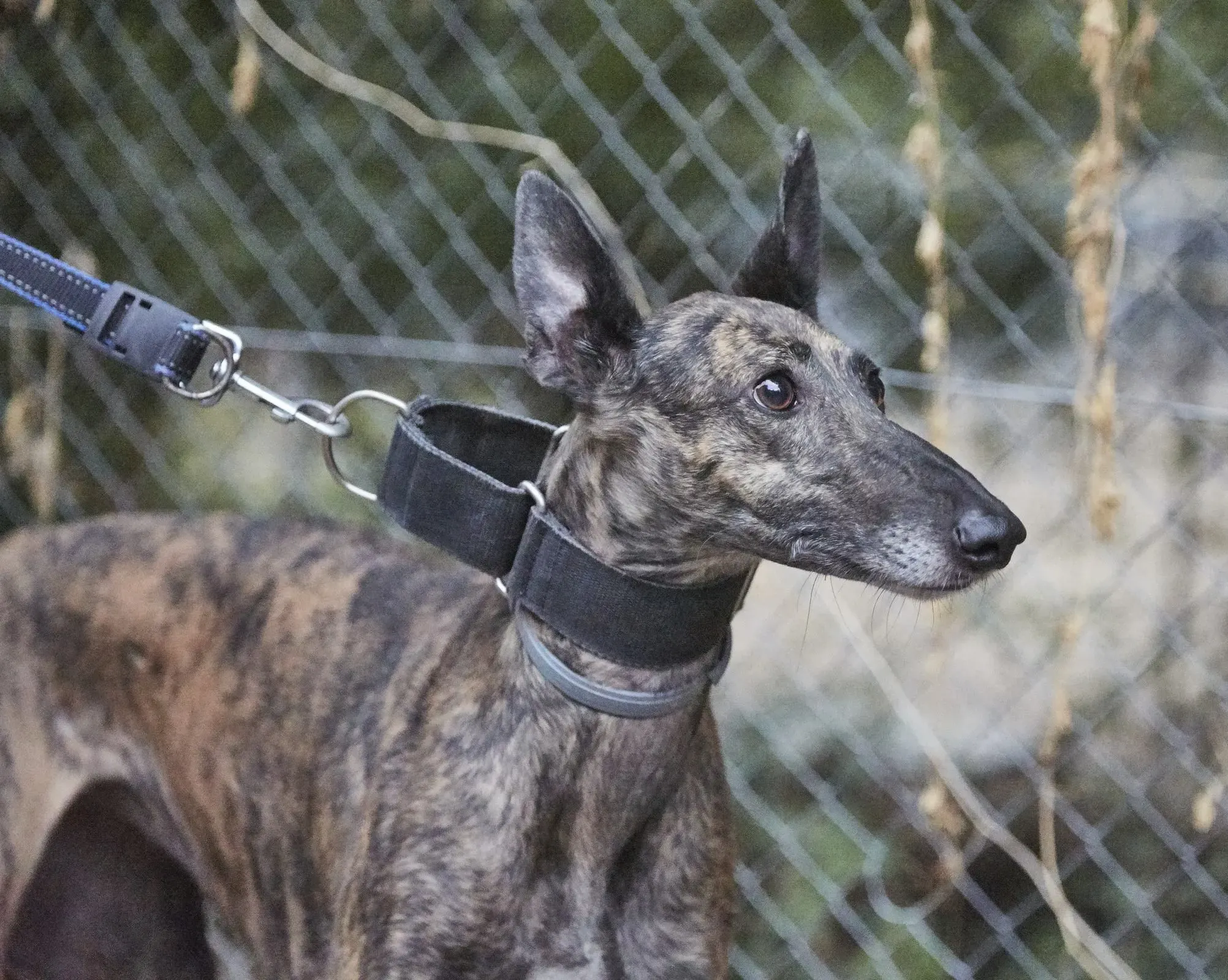Pati adozione levrieri galgo 010 e1670339395205