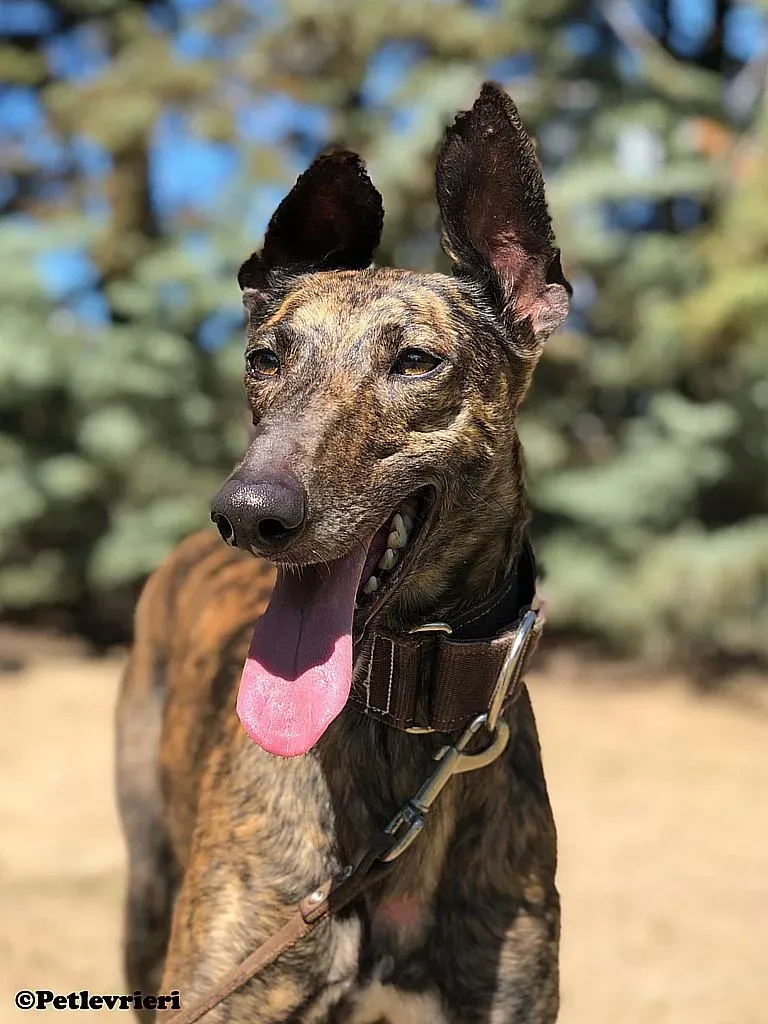 Pati adozione levrieri galgo 02