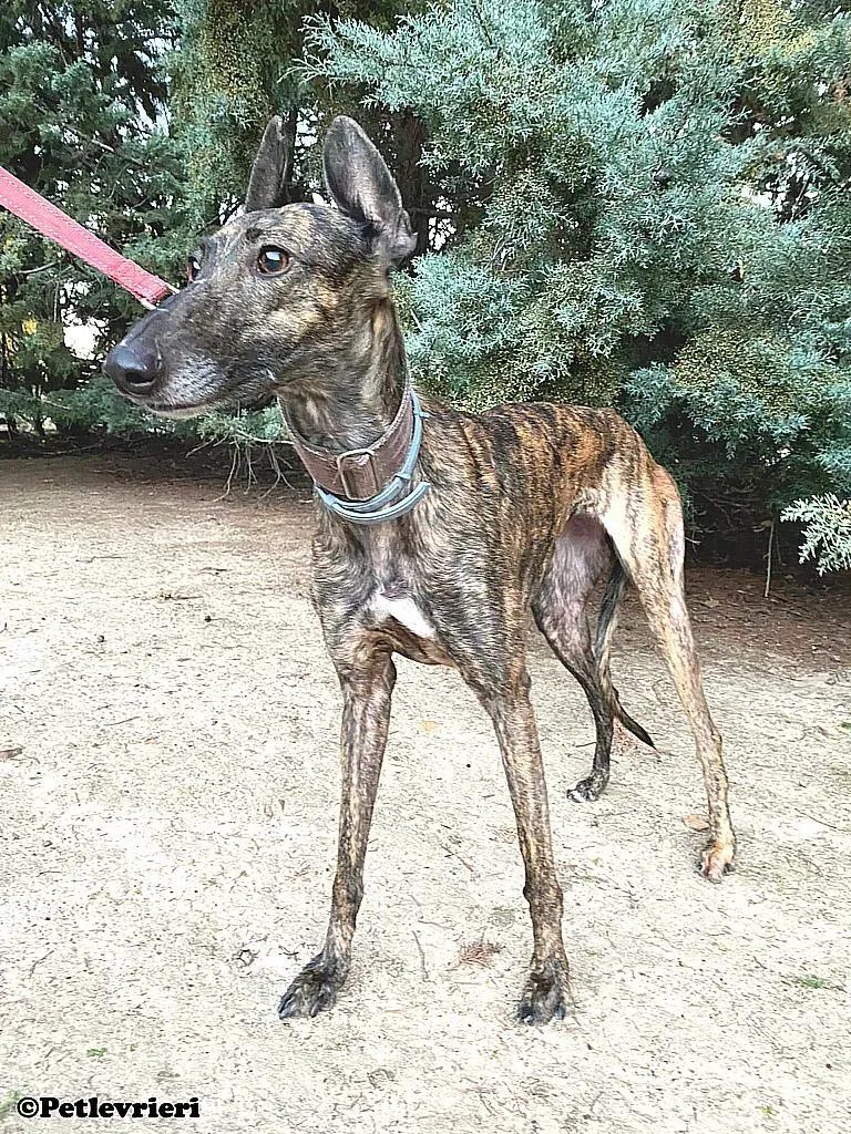 Pati adozione levrieri galgo 03