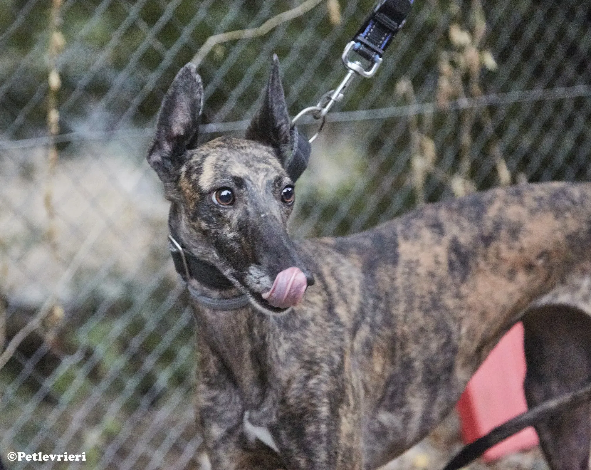 Pati adozione levrieri galgo 04