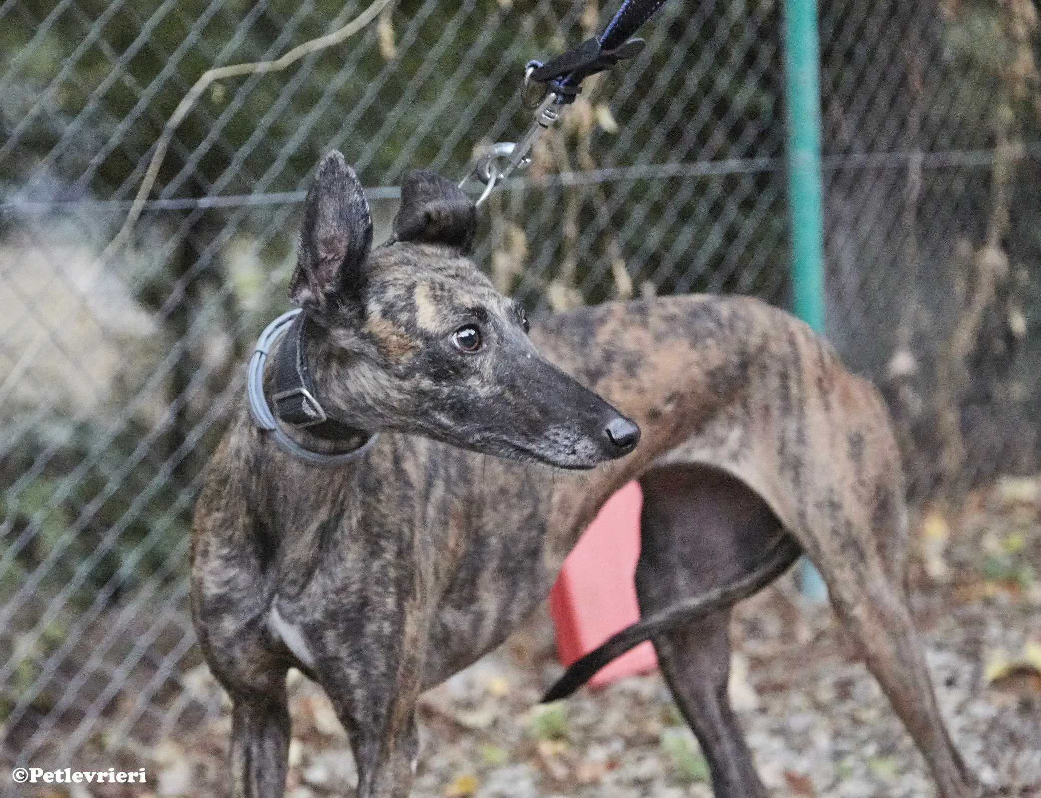 Pati adozione levrieri galgo 05