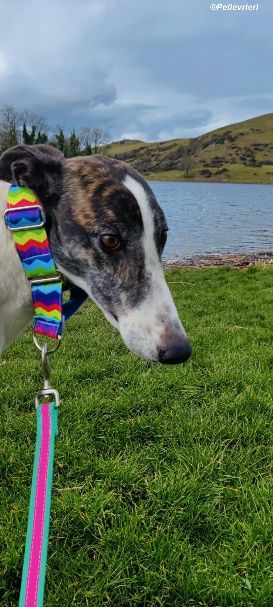 Patricia adozione levrieri greyhound 1