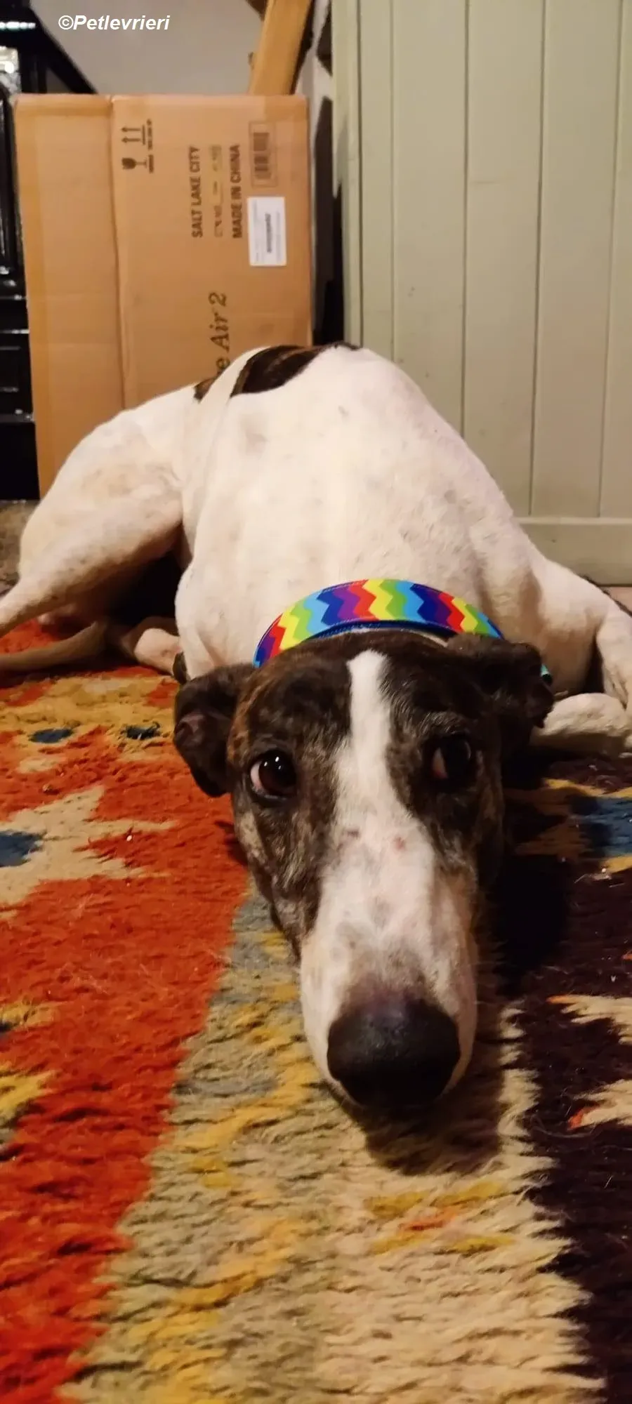 Patricia adozione levrieri greyhound 11