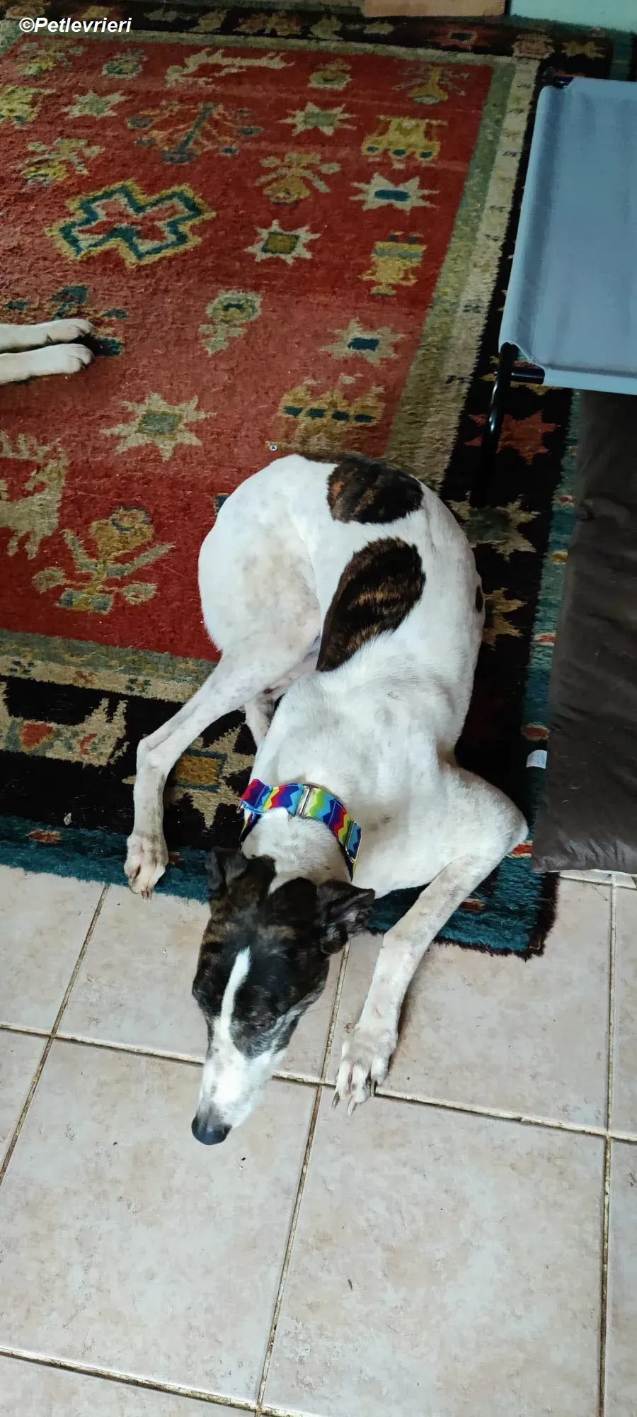 Patricia adozione levrieri greyhound 12