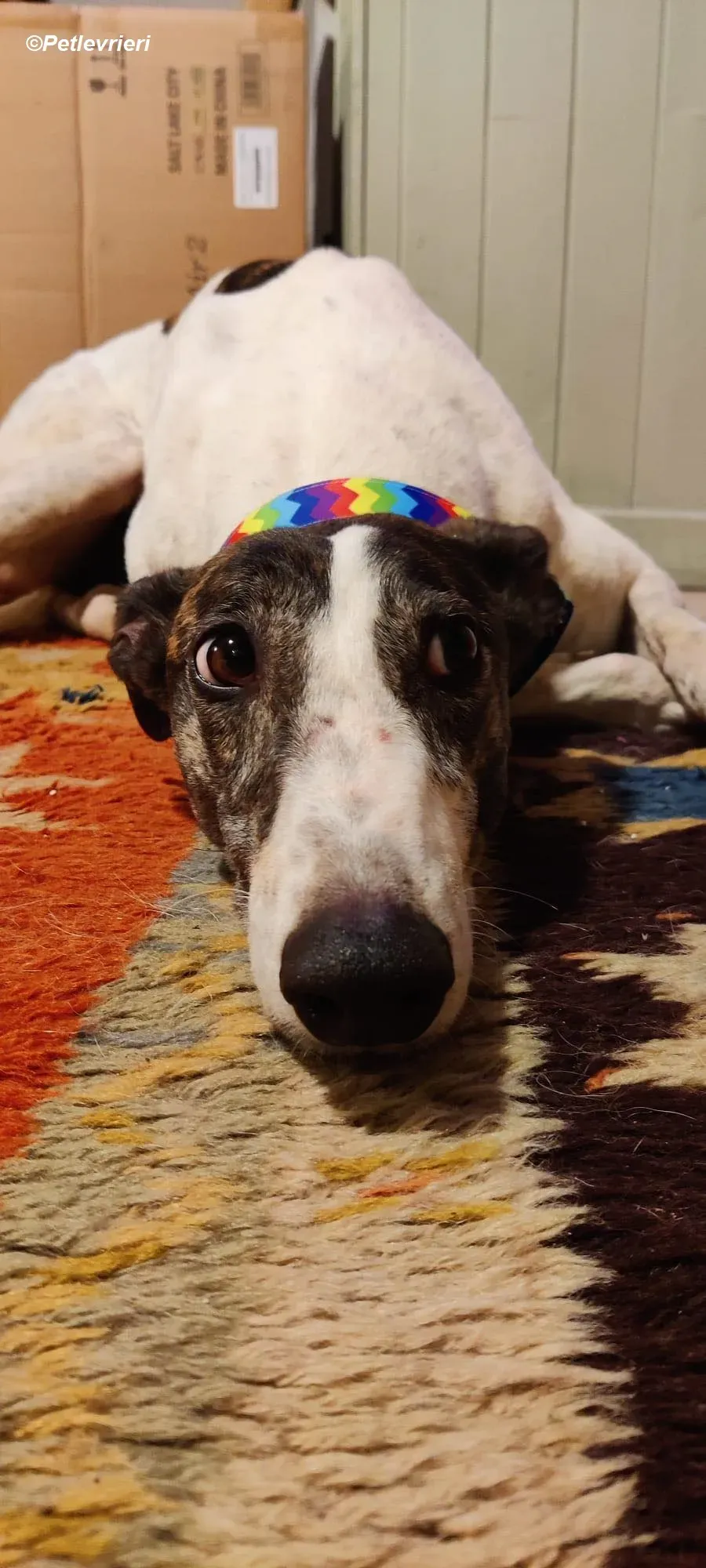 Patricia adozione levrieri greyhound 13