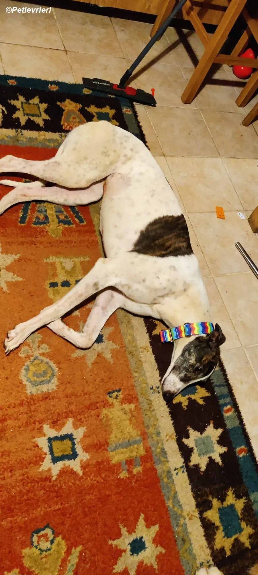 Patricia adozione levrieri greyhound 14