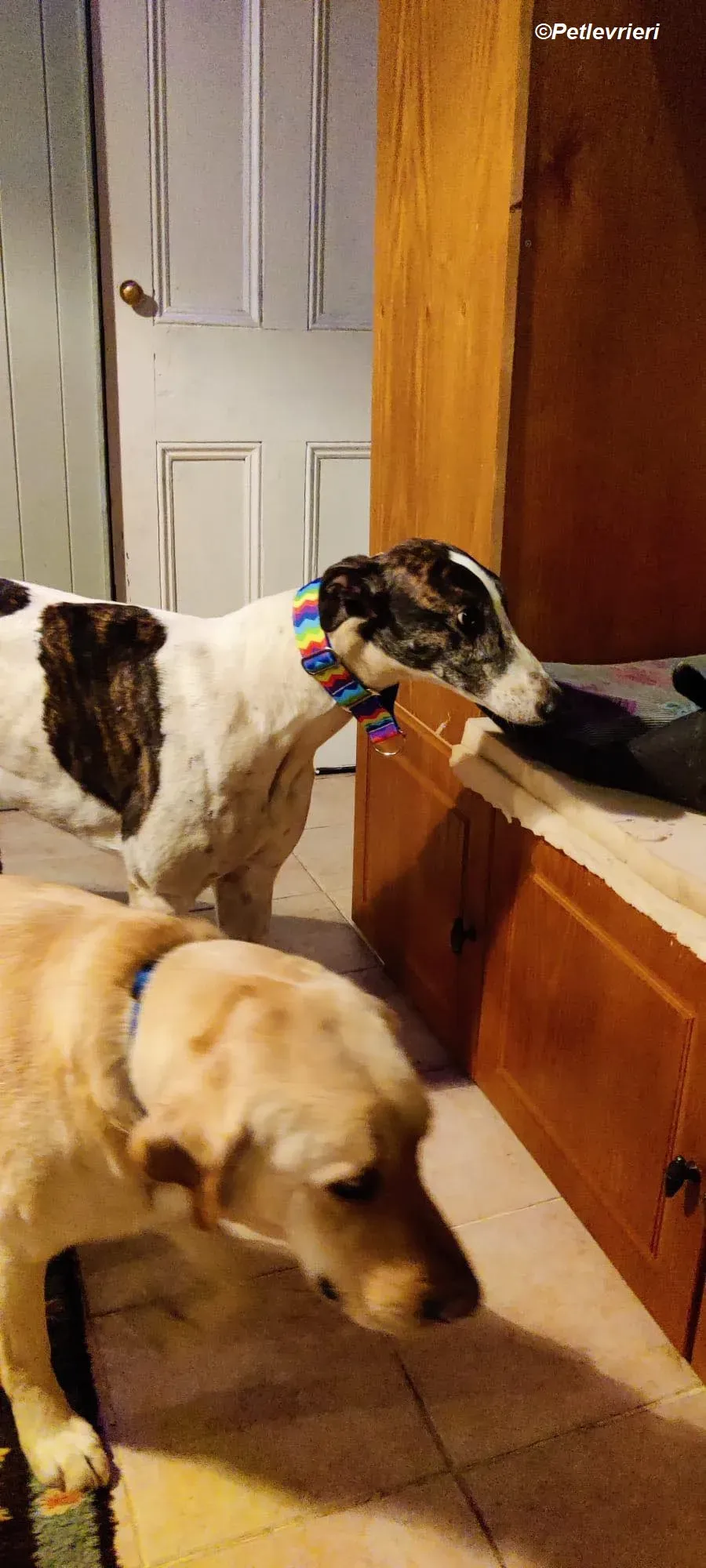 Patricia adozione levrieri greyhound 15