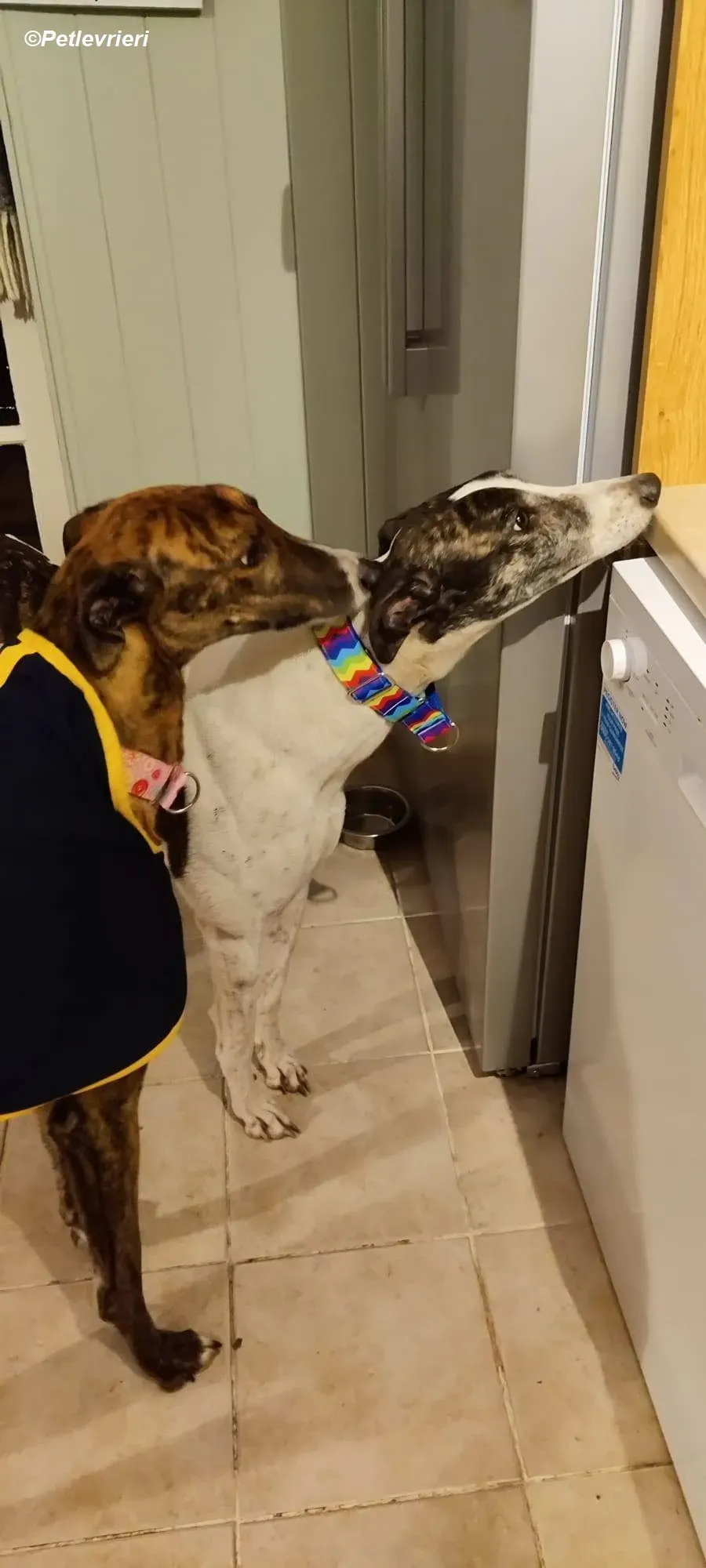 Patricia adozione levrieri greyhound 16