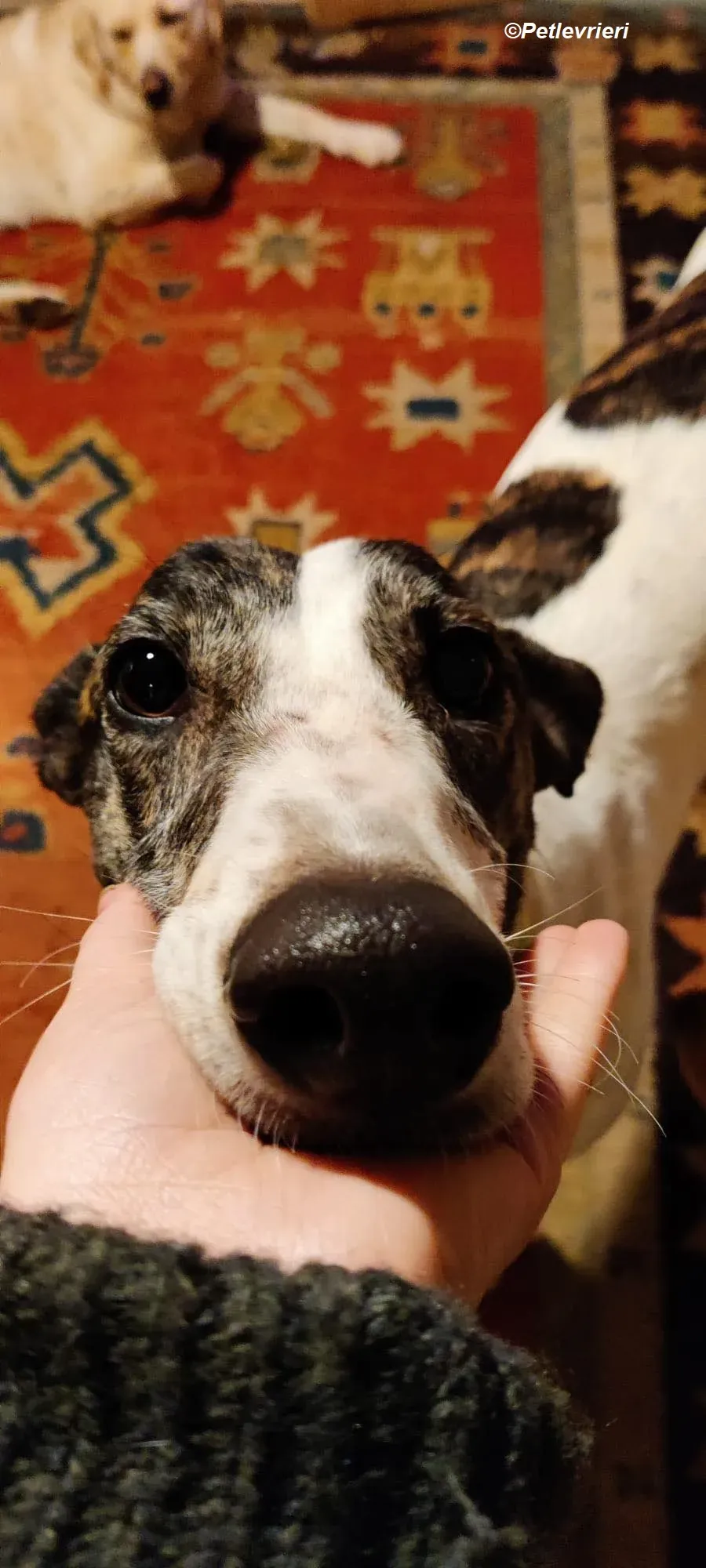 Patricia adozione levrieri greyhound 17