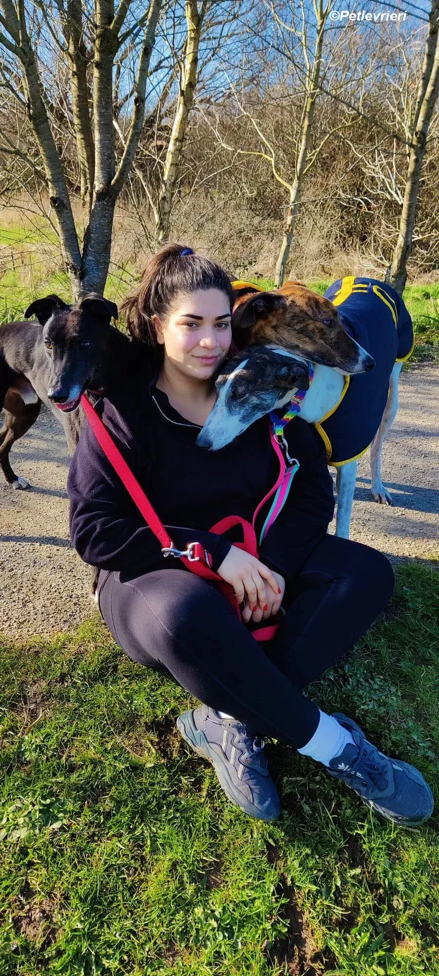 Patricia adozione levrieri greyhound 18