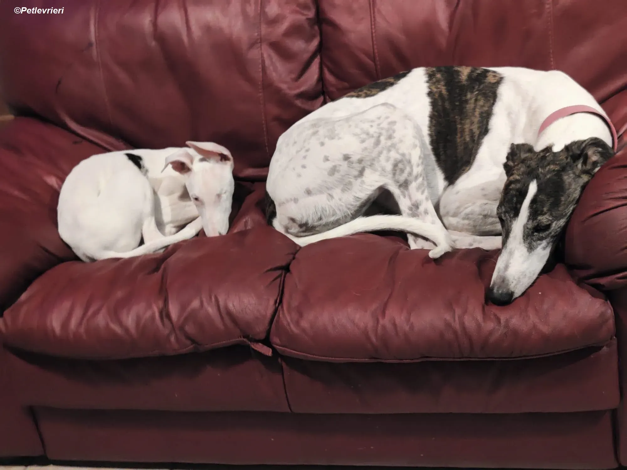 Patricia adozione levrieri greyhound 19