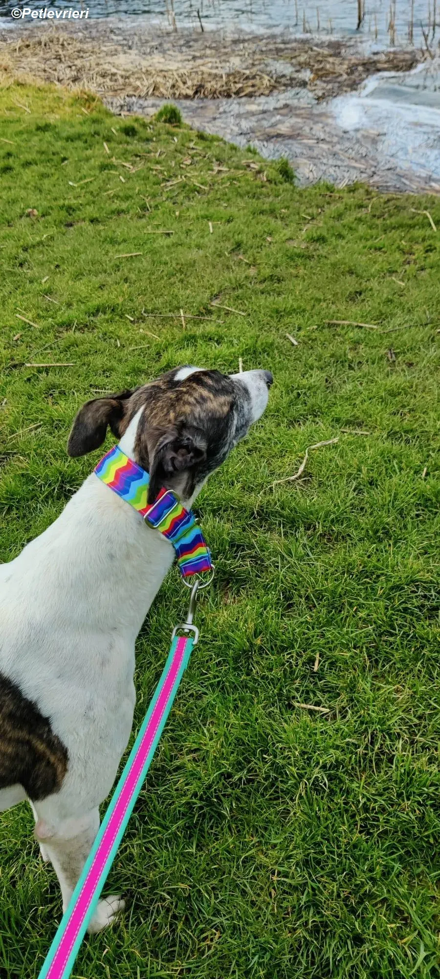 Patricia adozione levrieri greyhound 2