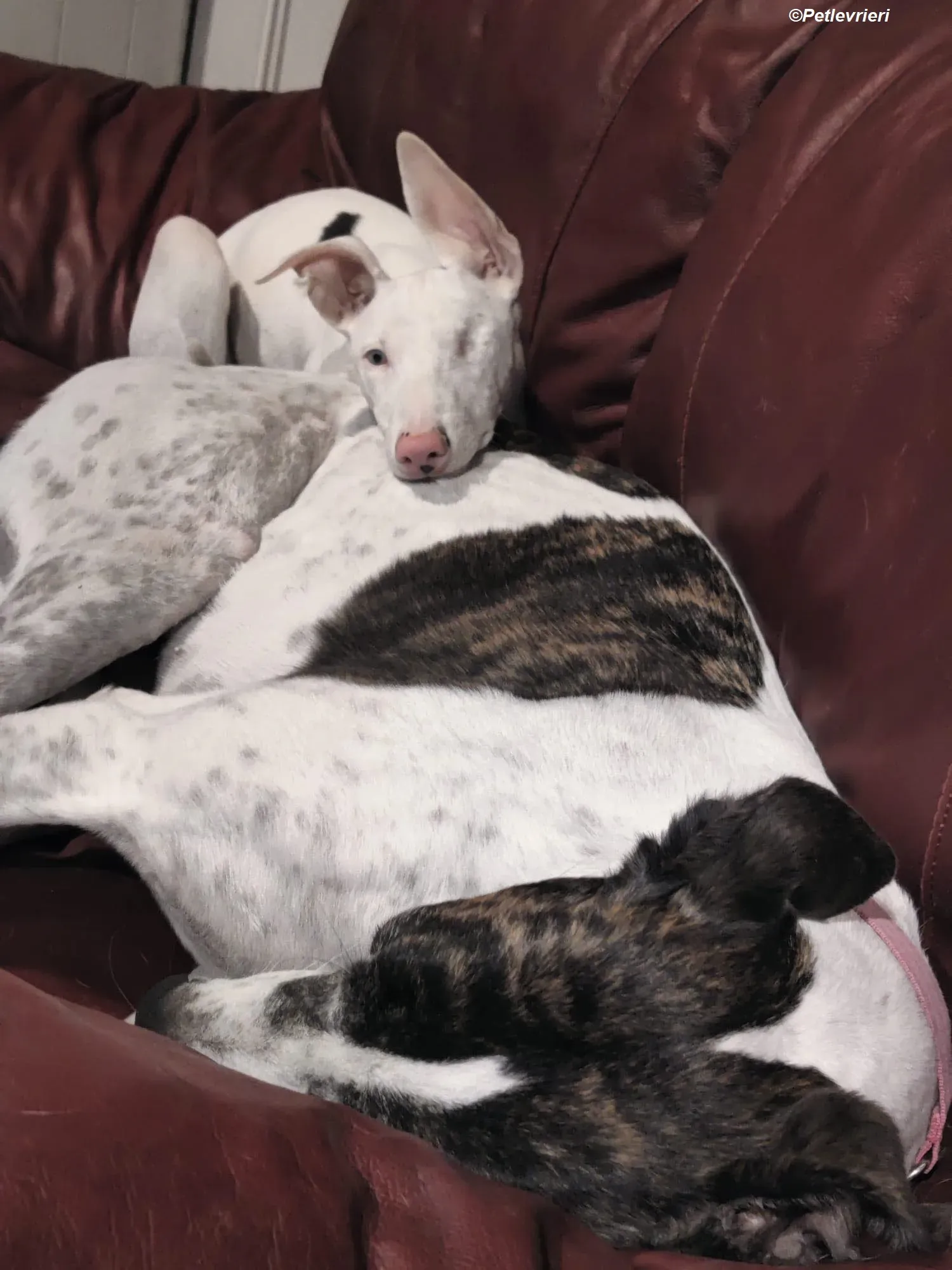 Patricia adozione levrieri greyhound 21