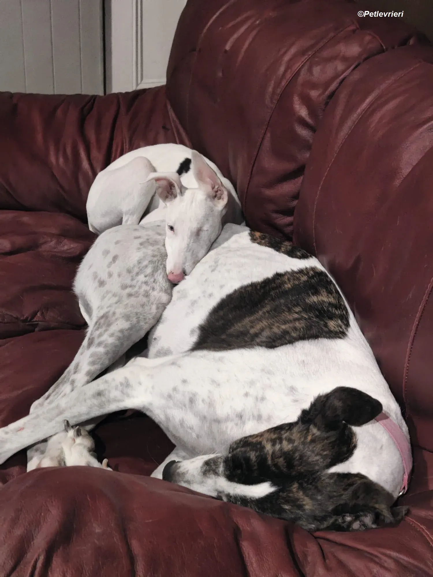 Patricia adozione levrieri greyhound 22