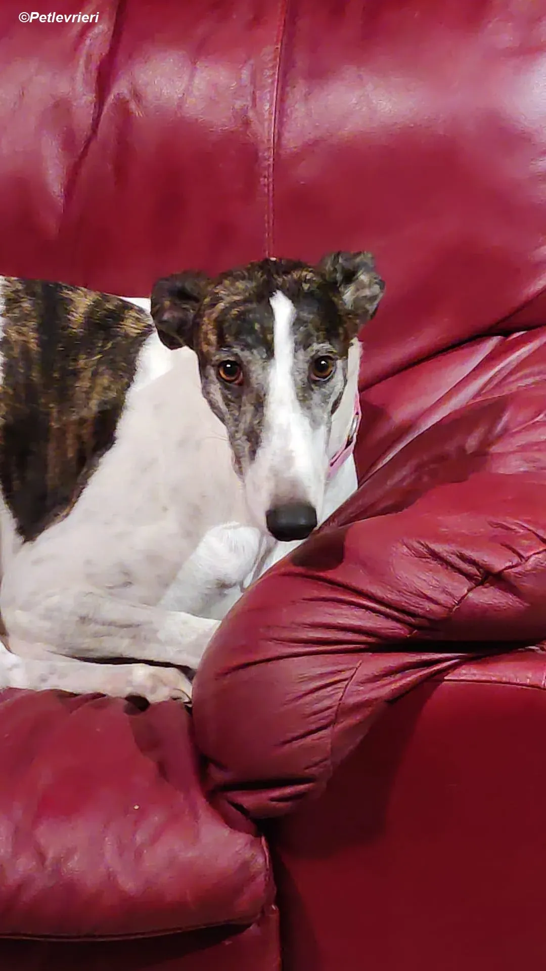 Patricia adozione levrieri greyhound 23